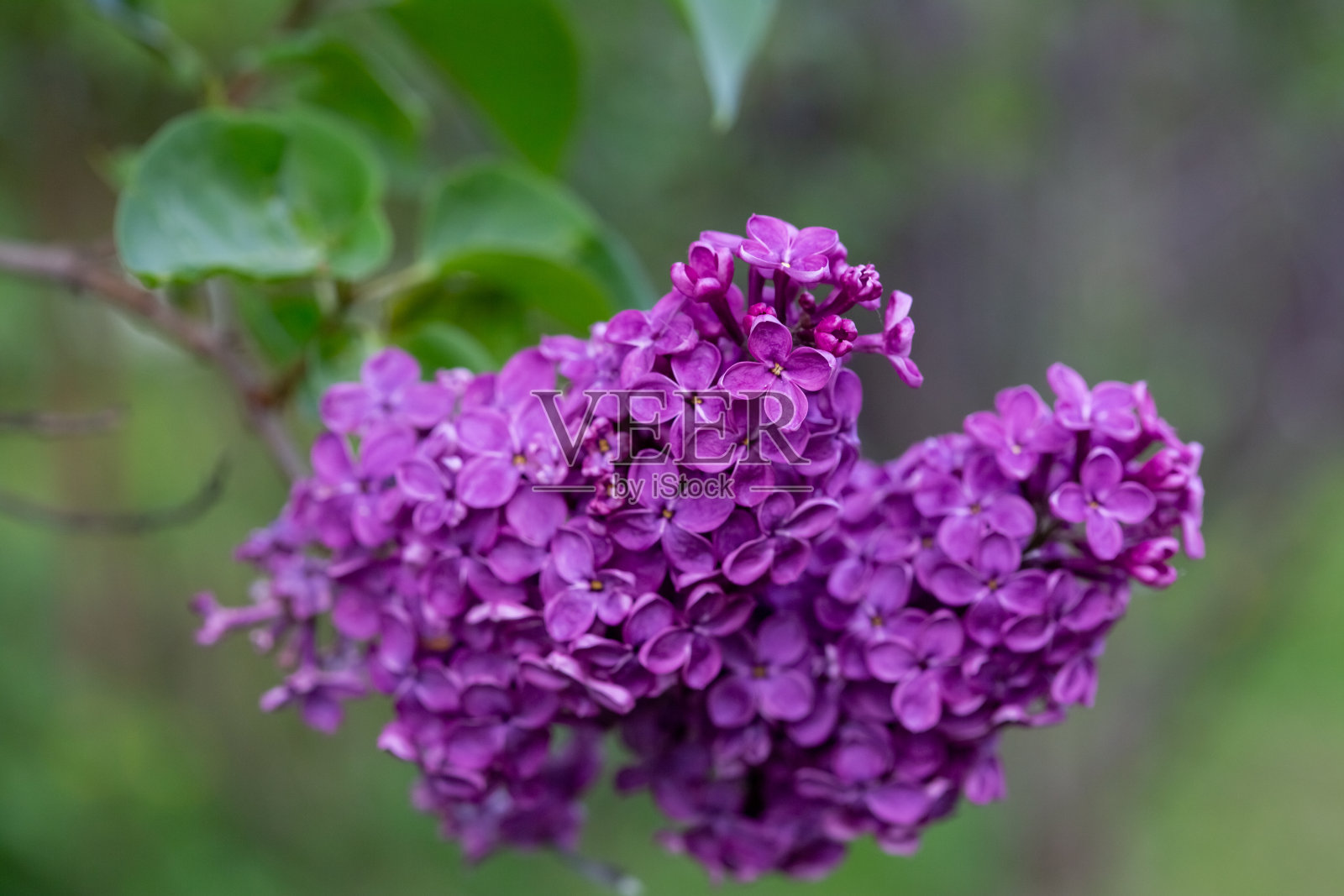 灌木丛中紫丁香的特写镜头照片摄影图片