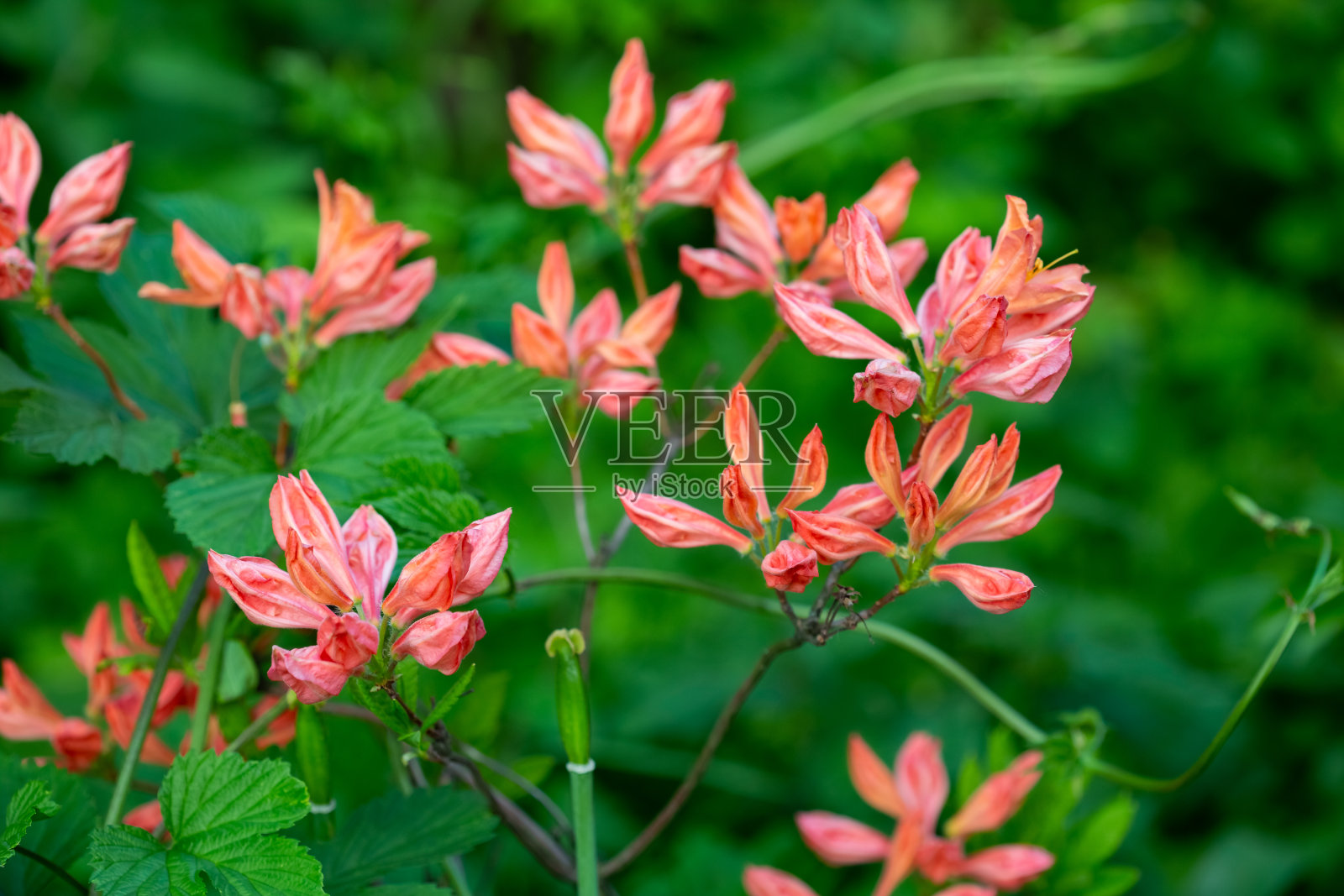 鲜艳的橙色杜鹃花盛开在夏日的花园里照片摄影图片