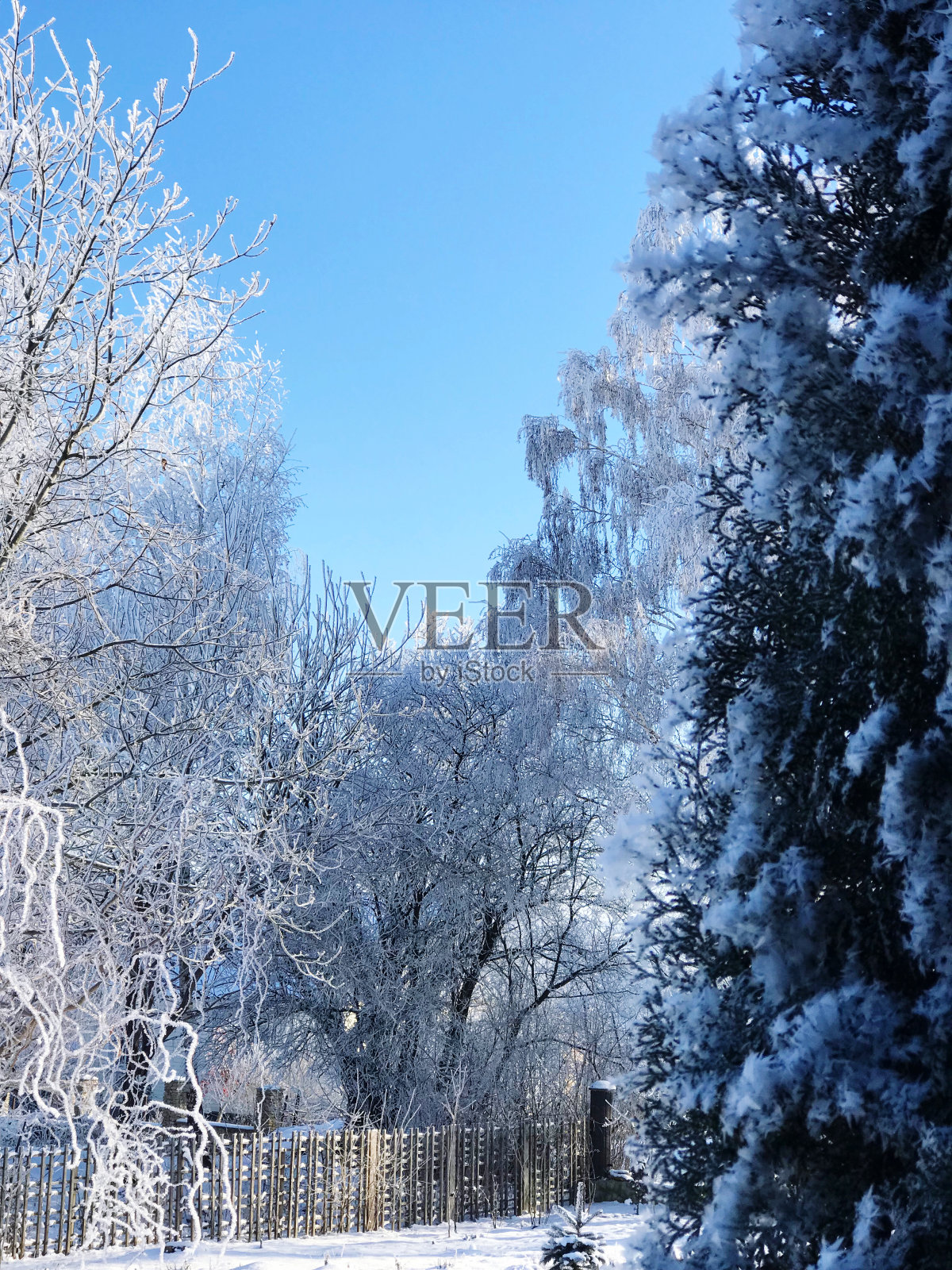 冬天照片摄影图片