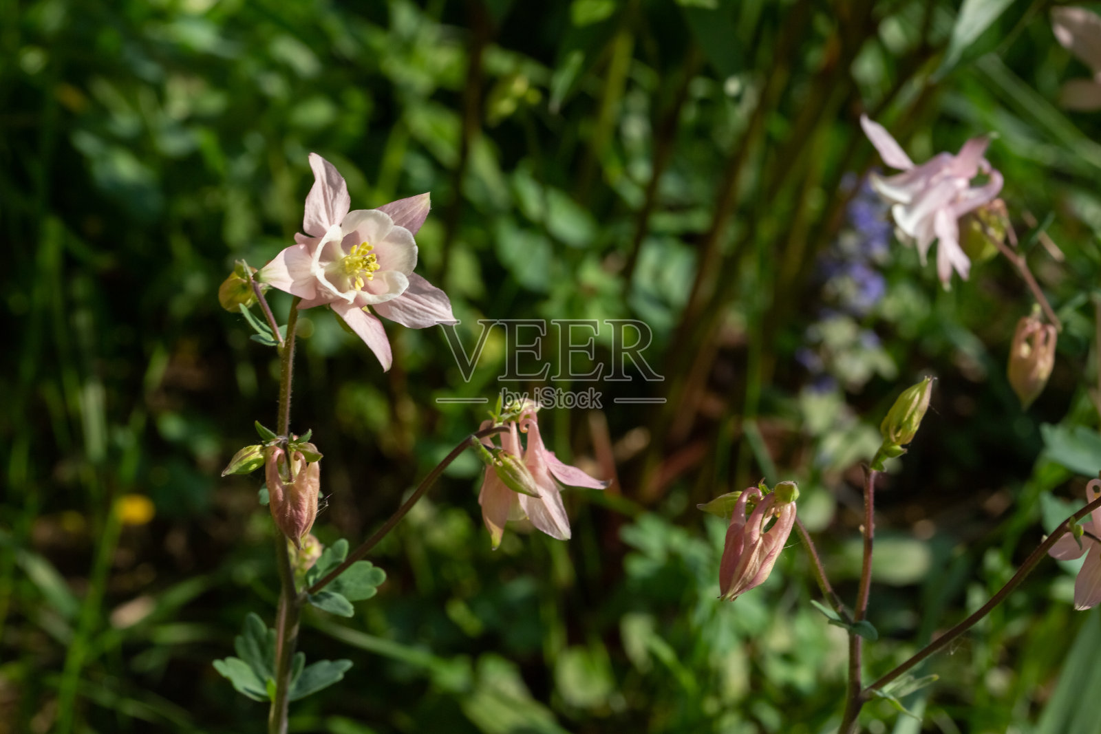 美丽的粉色耧斗菜在花园里绽放。照片摄影图片