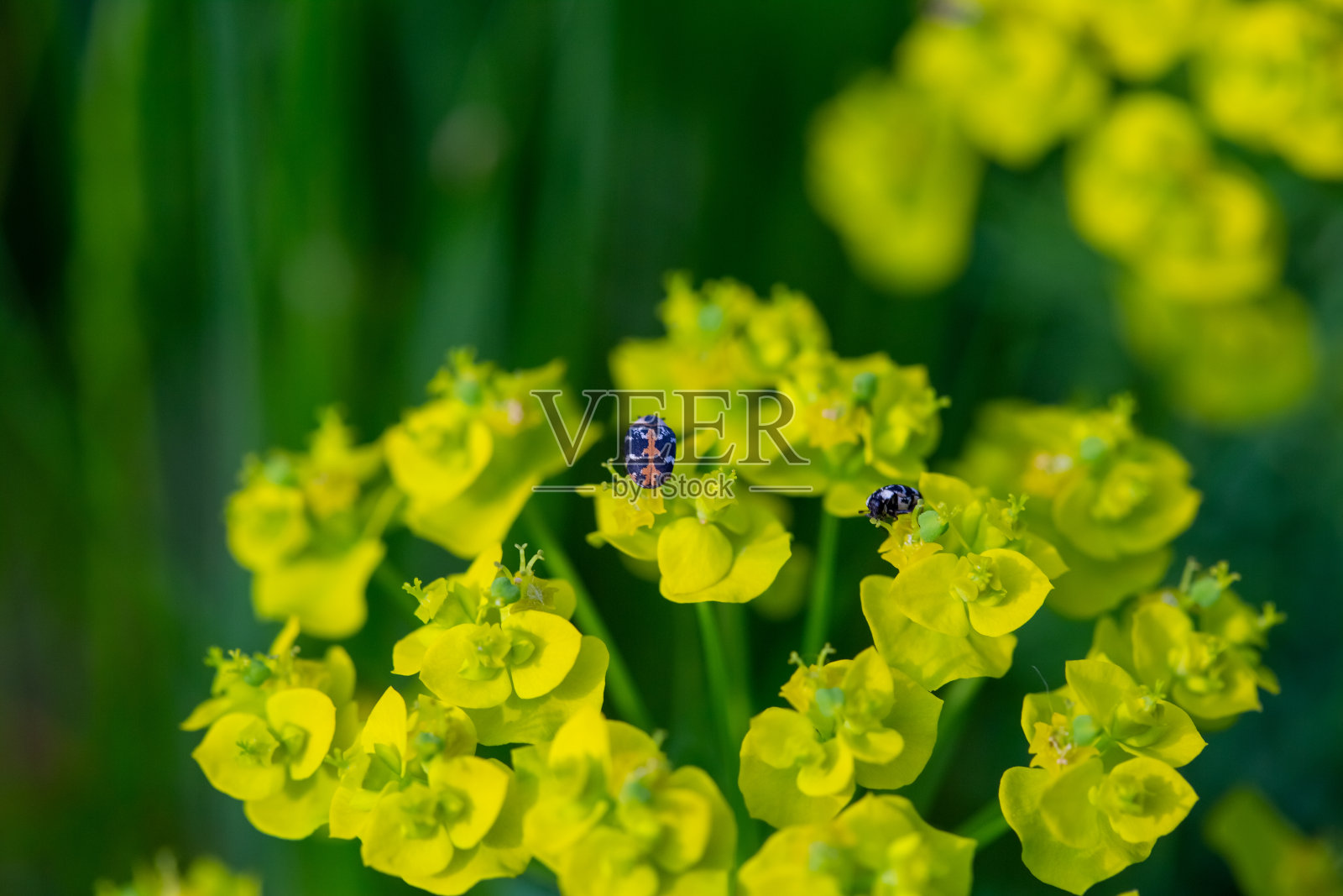 黄色的花在草地上，俯视图的角度。选择性聚焦和模糊背景照片摄影图片
