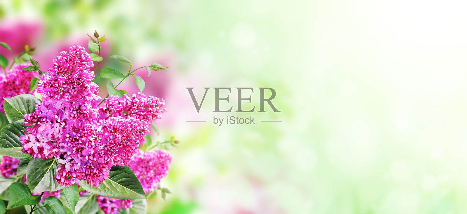 丁香枝在阳光明媚的大自然春天的背景上。夏景用丁香枝照片摄影图片