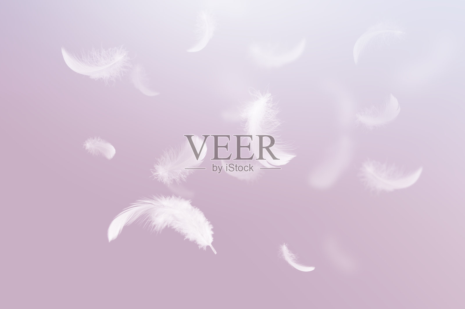 一群白鸟的羽毛在空中飘落。天鹅羽毛在天上飞翔的概念。照片摄影图片