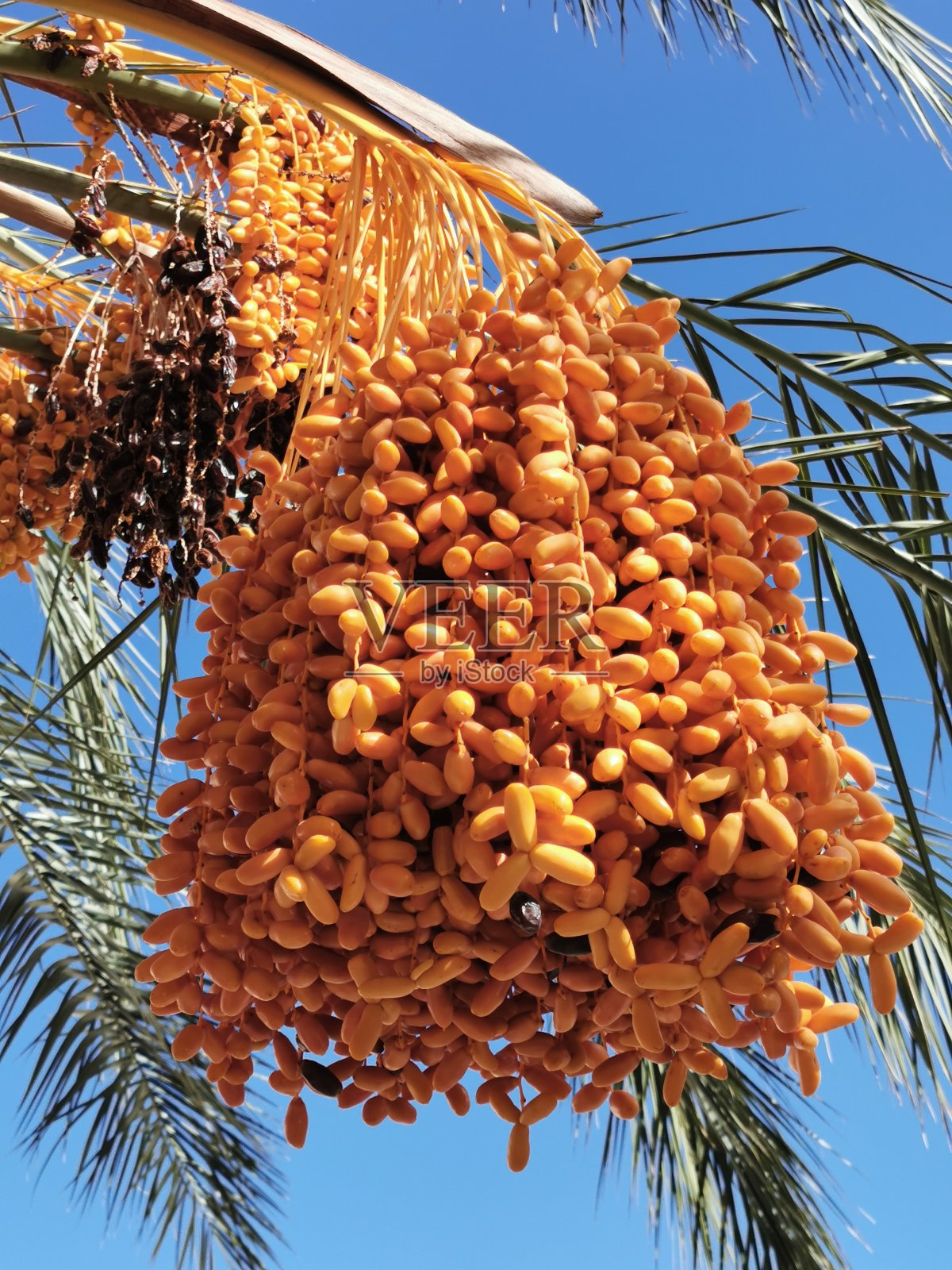 一串椰枣挂在棕榈树上照片摄影图片