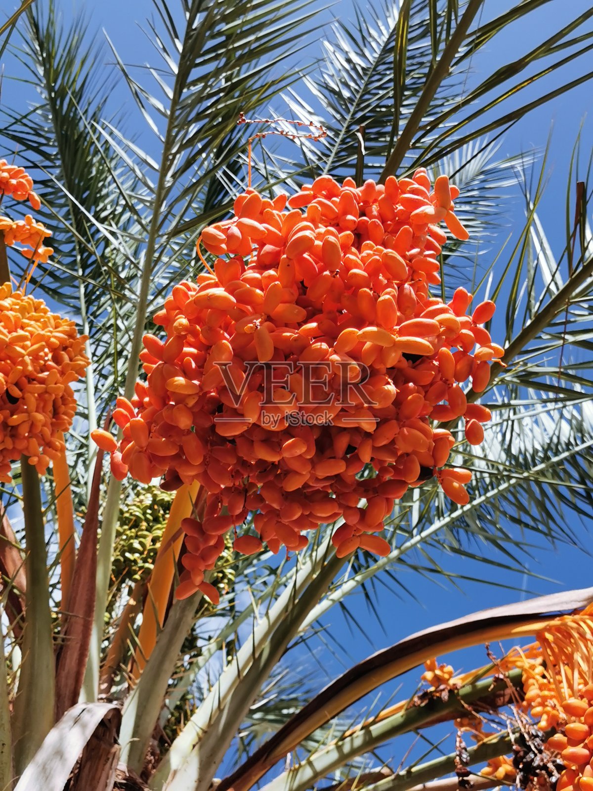 还未成熟的枣子成串成串照片摄影图片