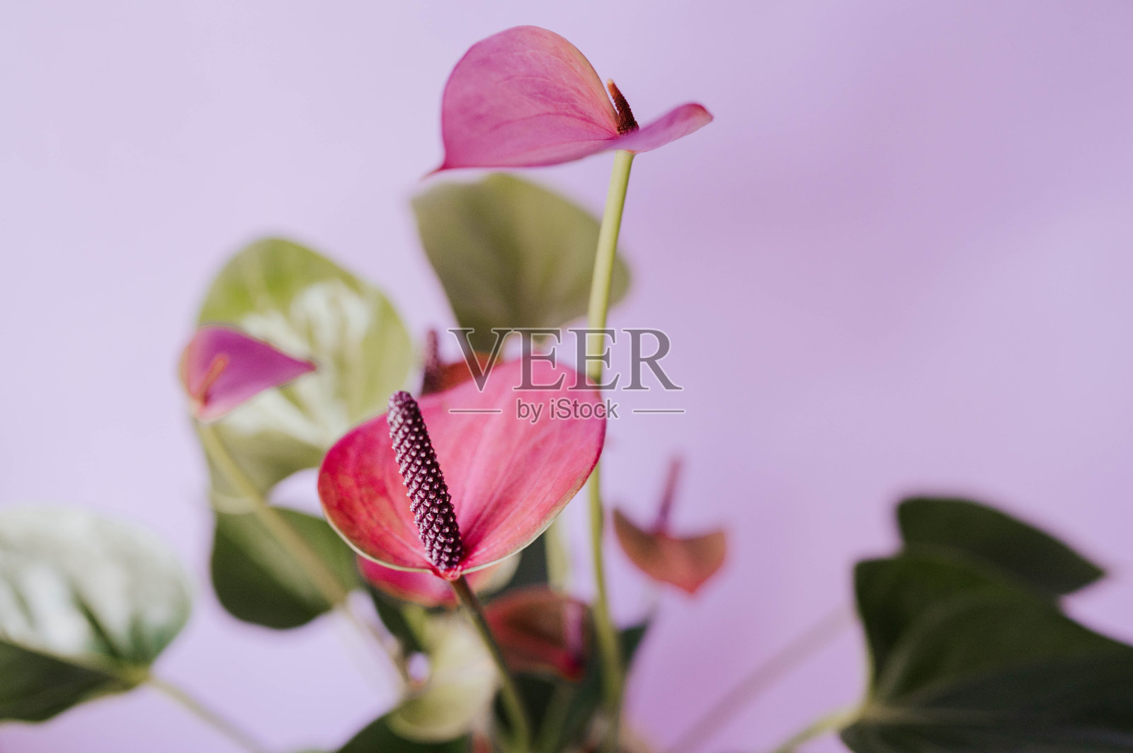 特写紫色花烛属植物照片摄影图片