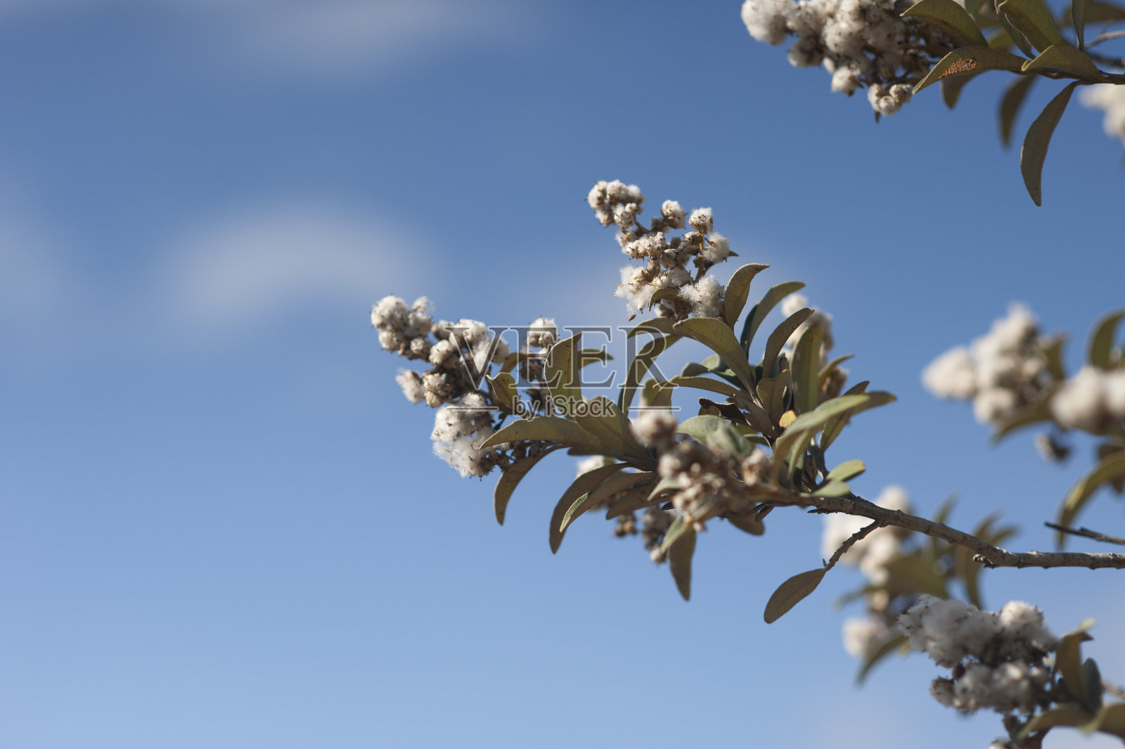 自然背景照片摄影图片