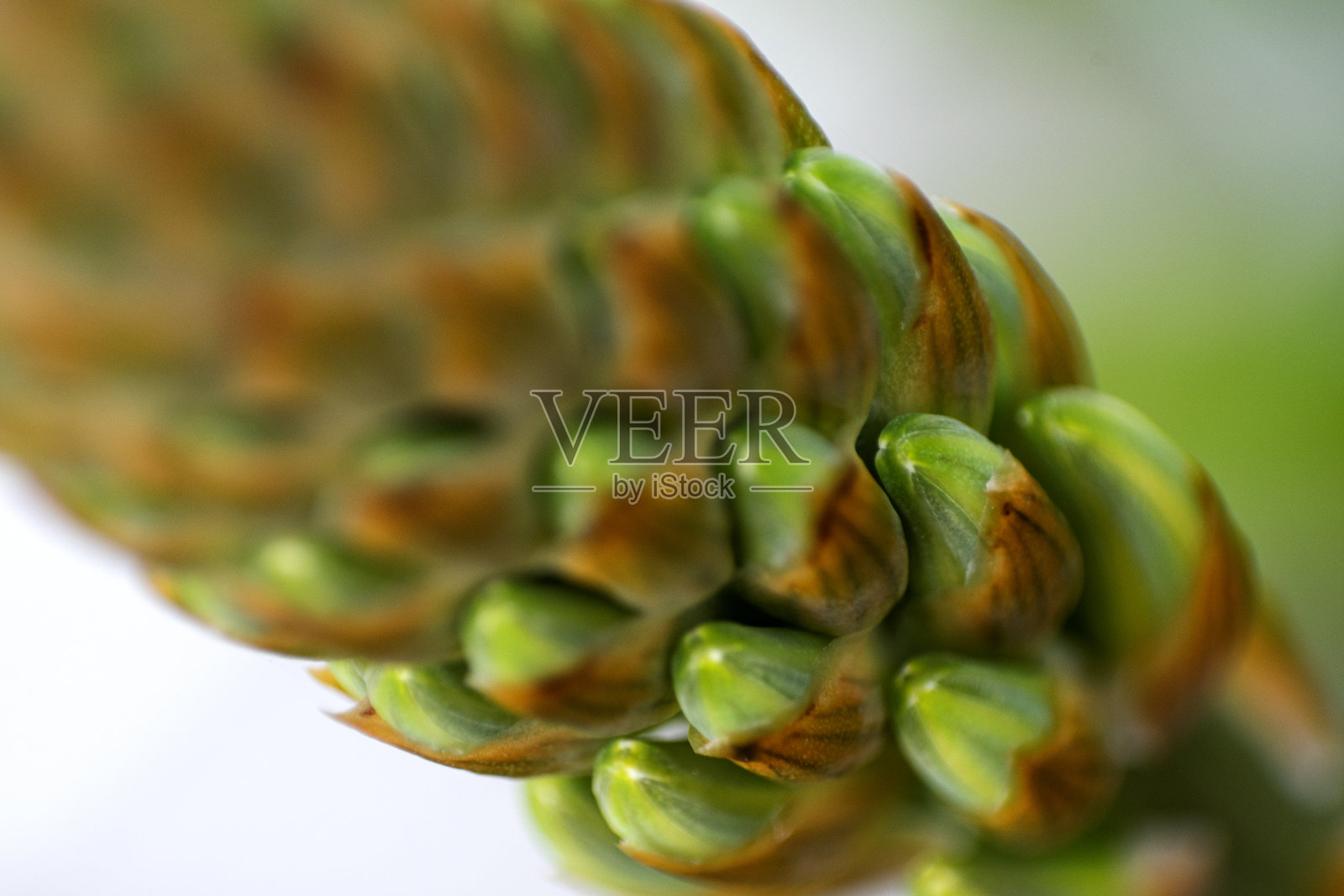 户外花园中的芦荟花，自然的几何细节。照片摄影图片