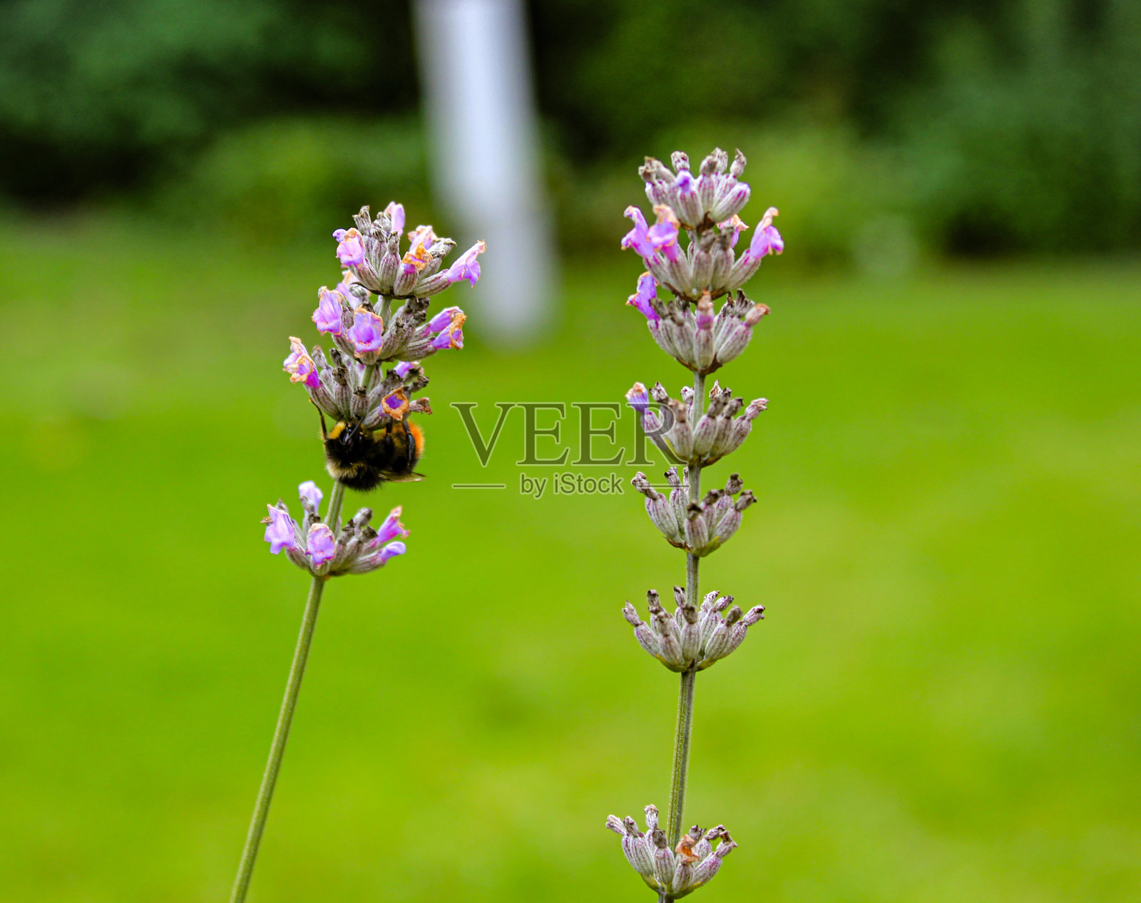 大黄蜂在花照片摄影图片