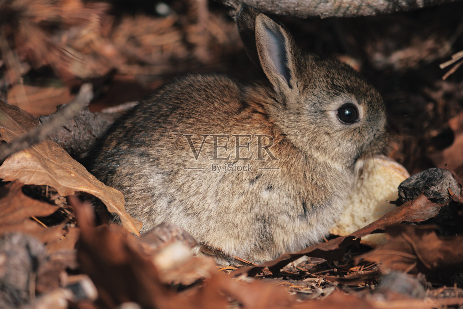 兔宝宝照片摄影图片