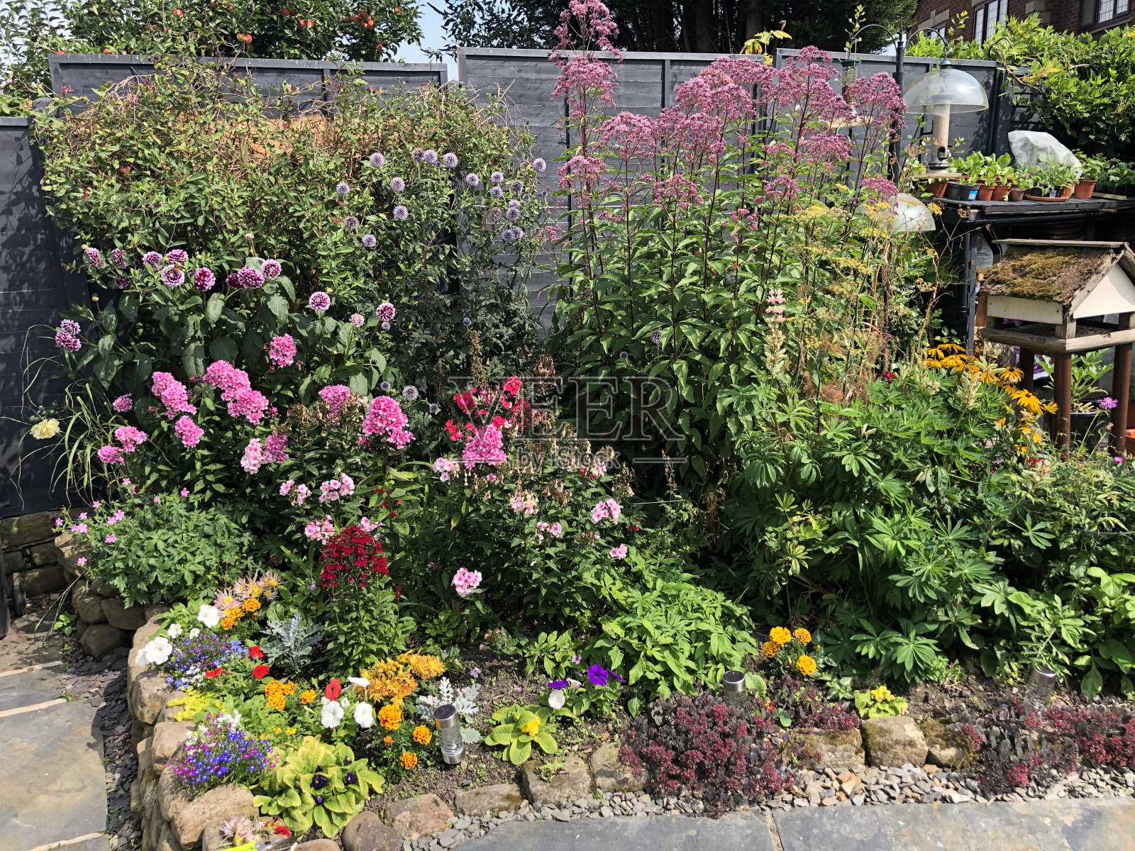 草屋花园盛开照片摄影图片