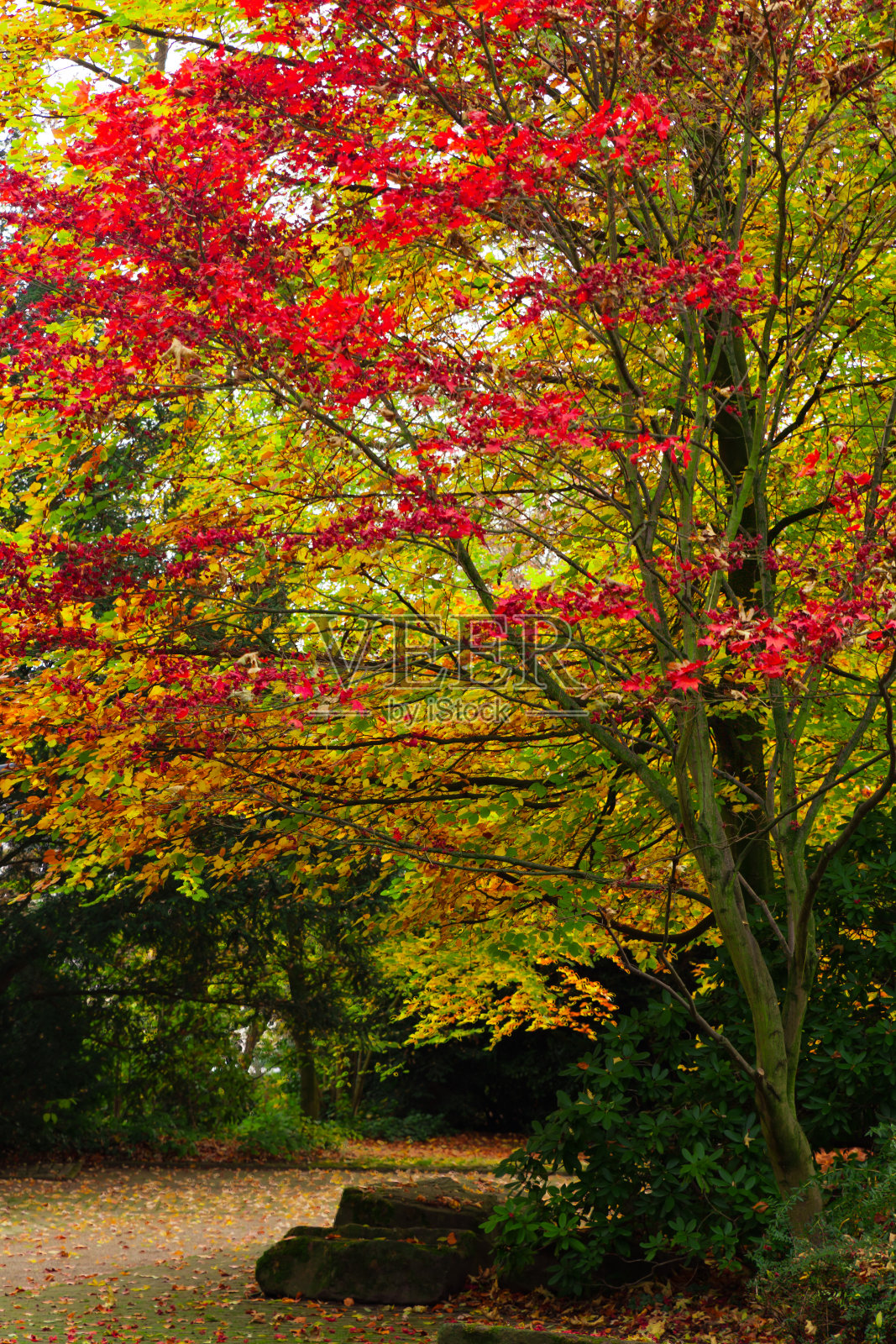 秋天在公园照片摄影图片