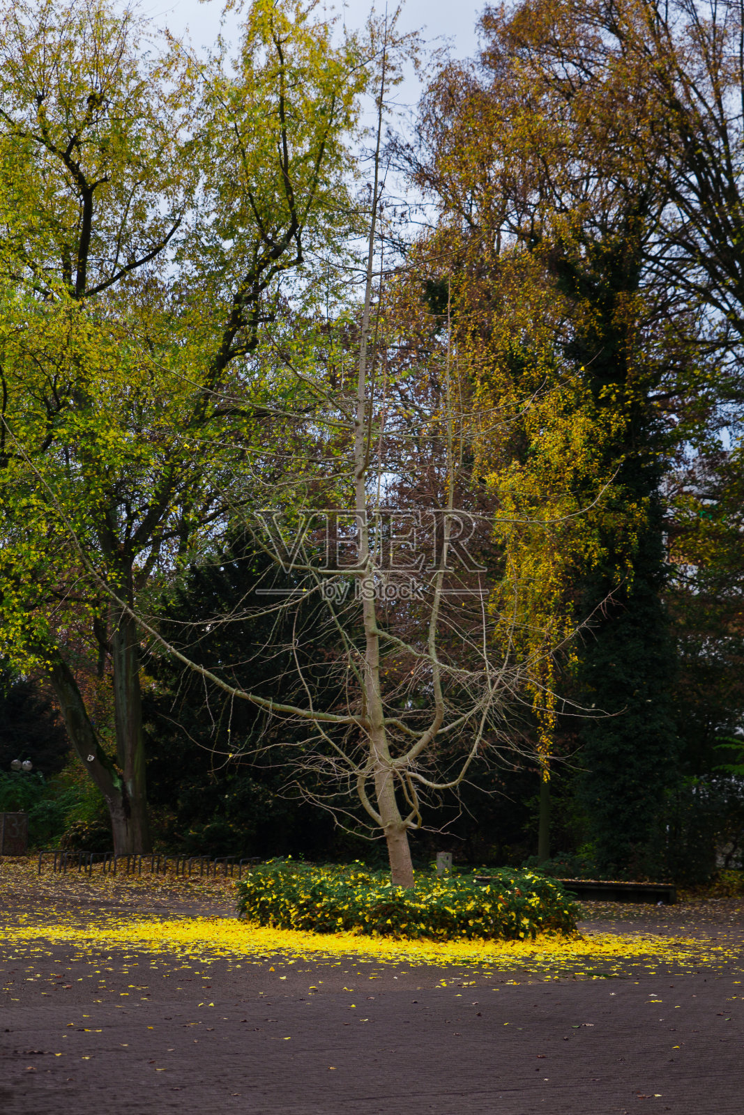 秋天在公园照片摄影图片