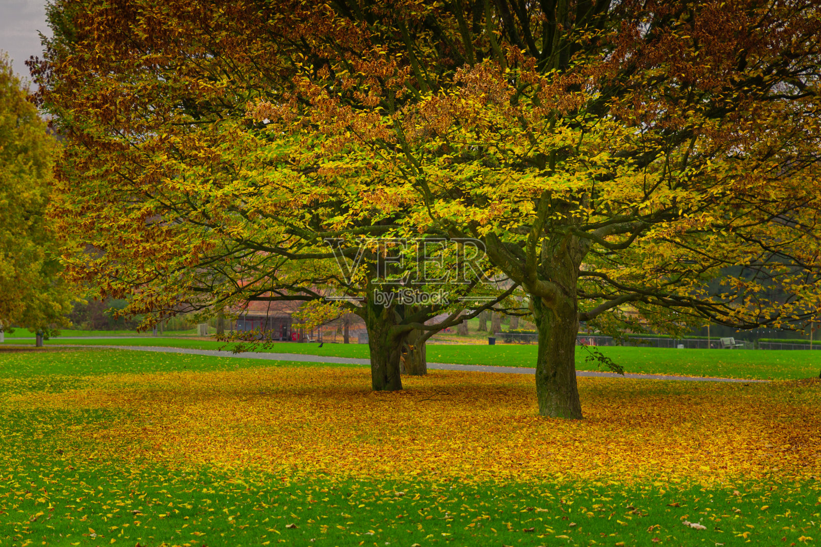 秋天在公园照片摄影图片
