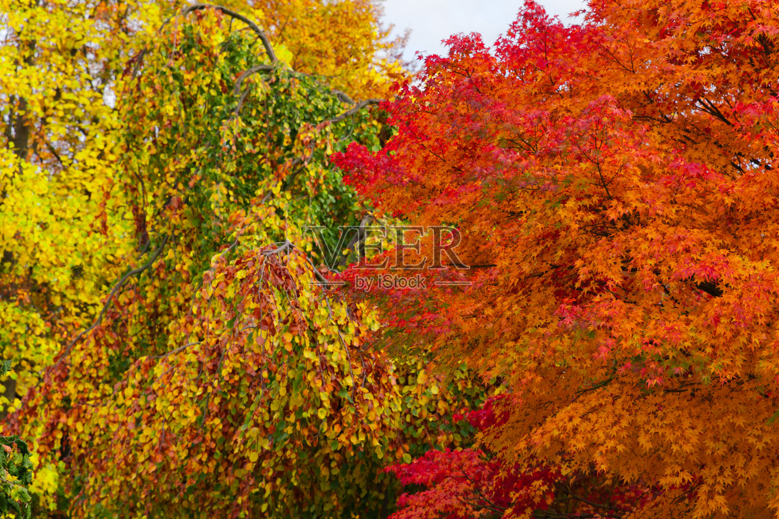 秋天在公园照片摄影图片