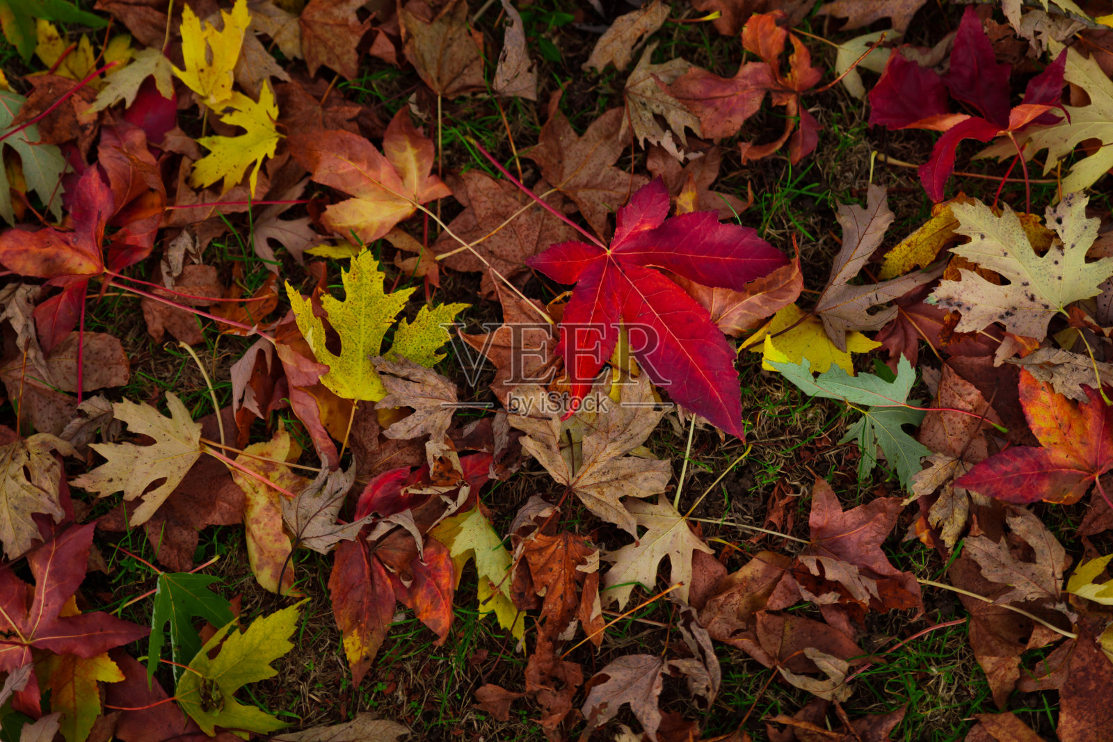 秋天在公园照片摄影图片