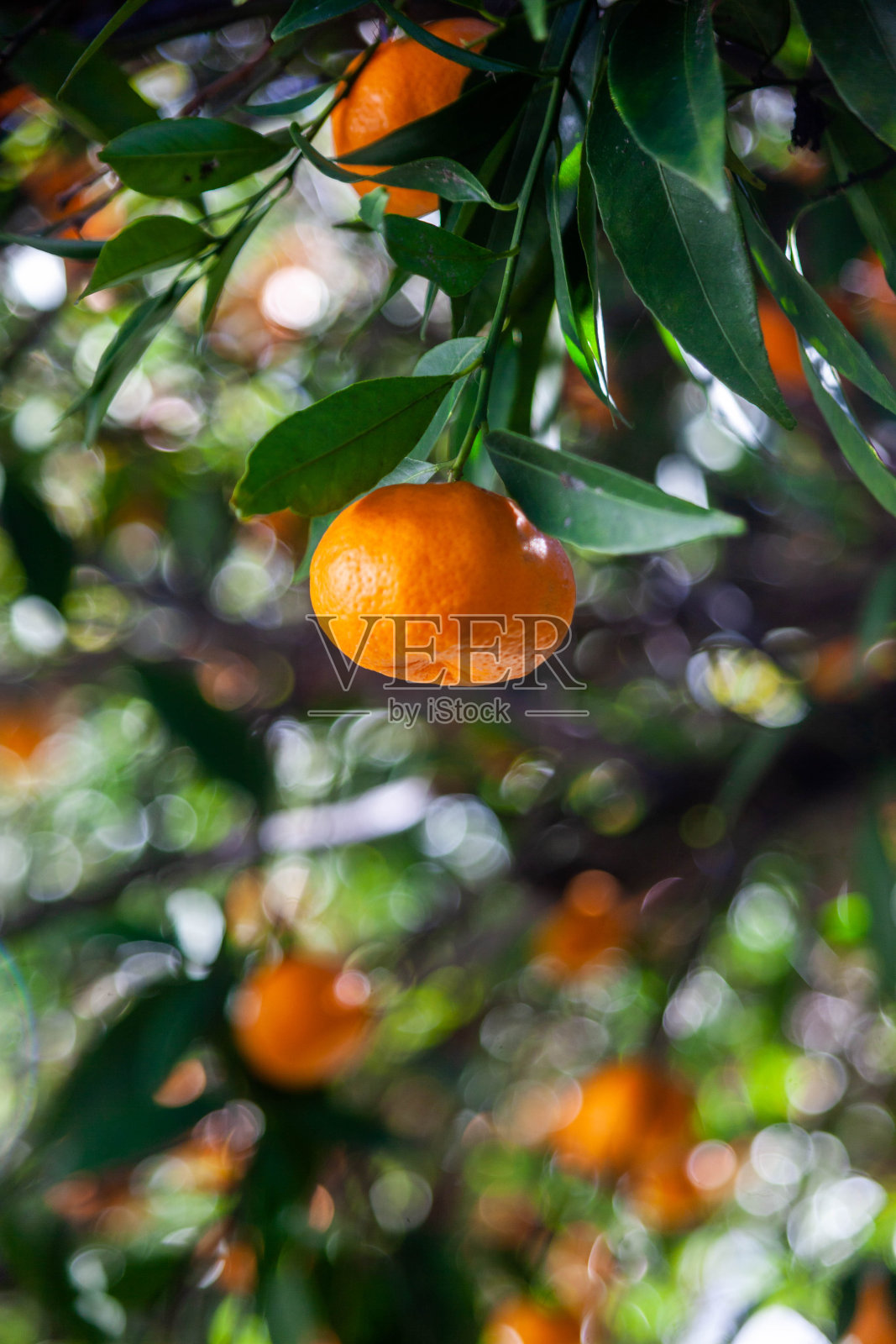 新鲜的橘子照片摄影图片