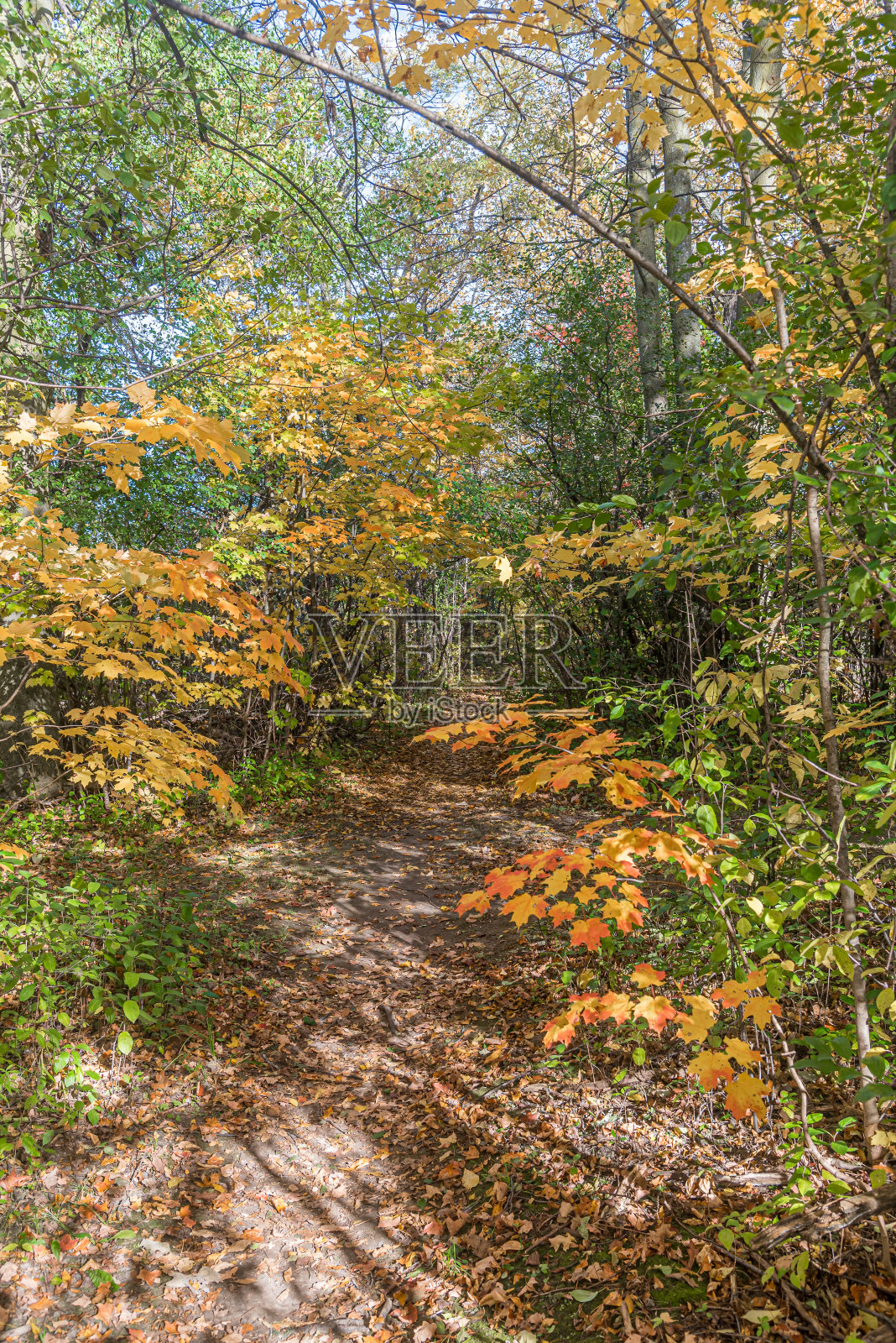 公园里的秋季时光照片摄影图片