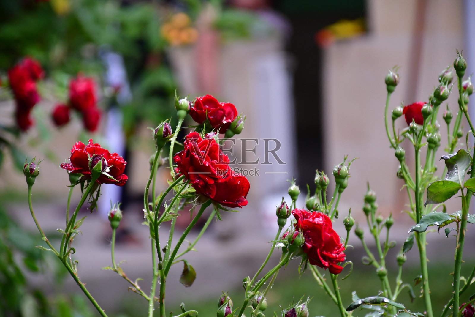 花园里漂亮的玫瑰，情人节的玫瑰。照片摄影图片