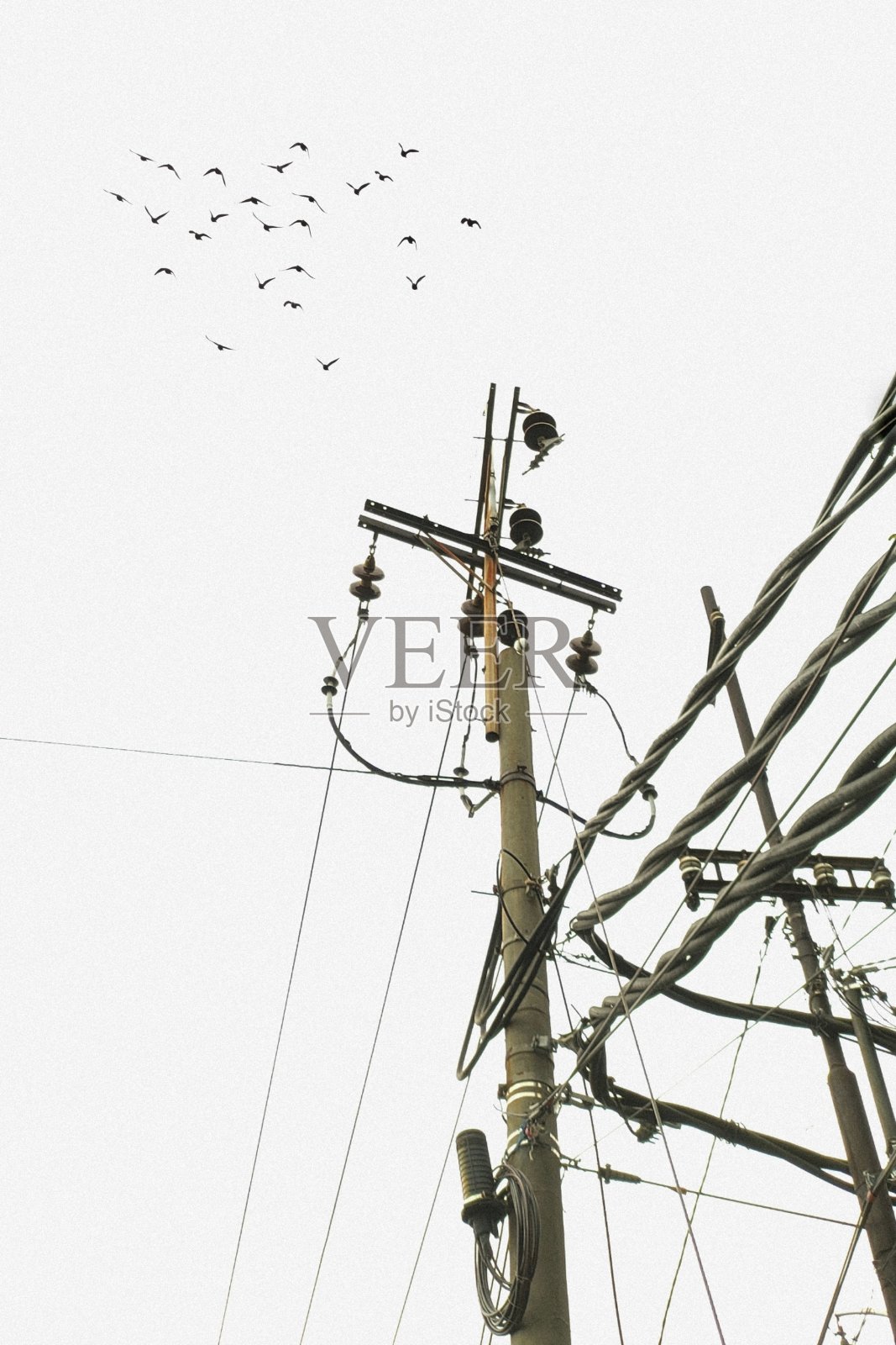 野生黑鸟照片摄影图片