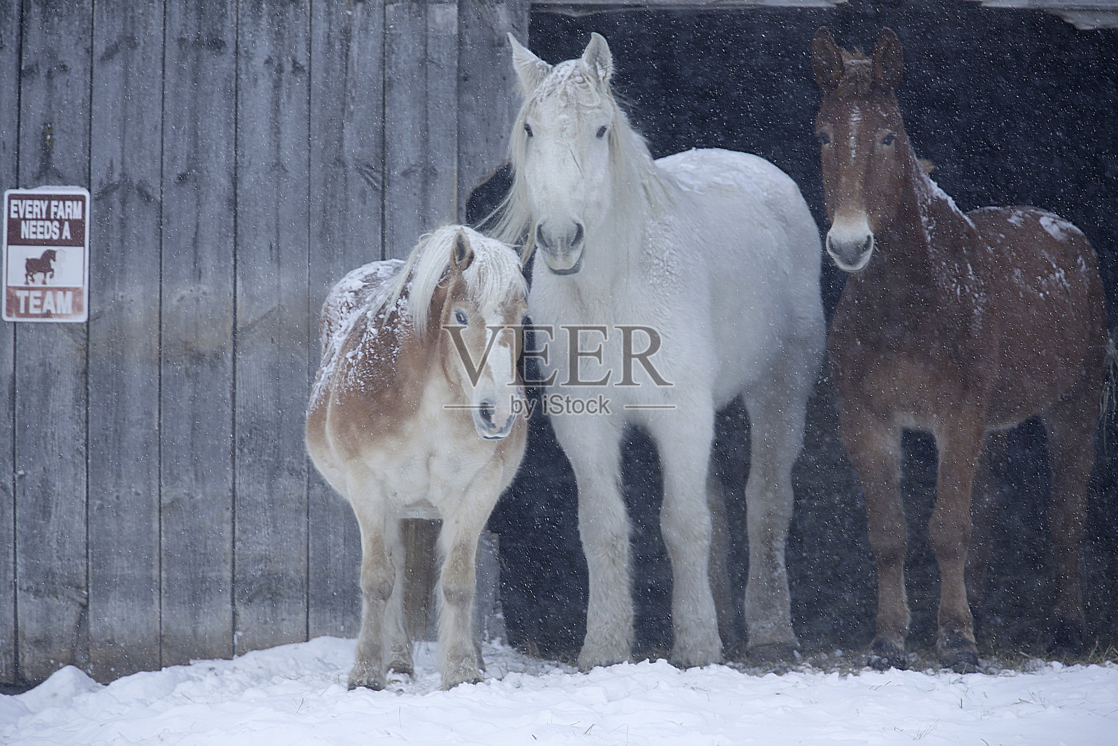 佛蒙特州的农场照片摄影图片