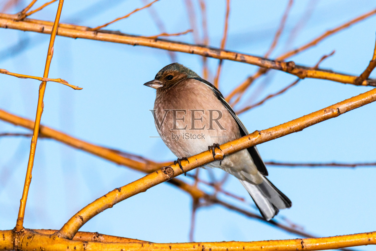 一只普通的苍头燕雀栖息在树枝上照片摄影图片