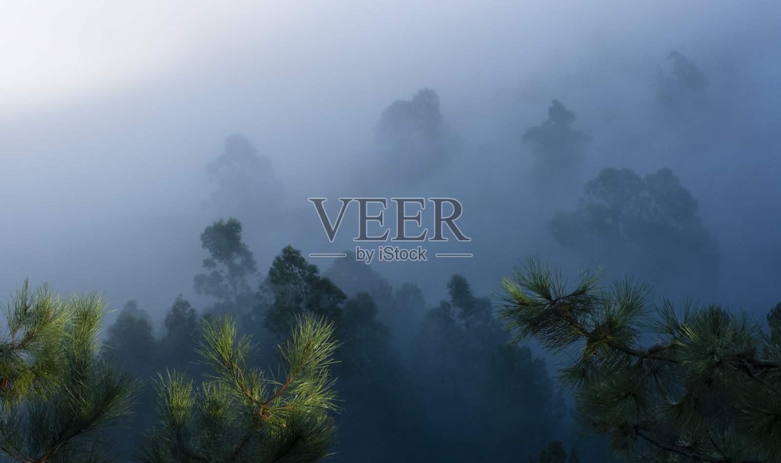 雾笼罩在比兹卡亚巴基奥的树林中照片摄影图片