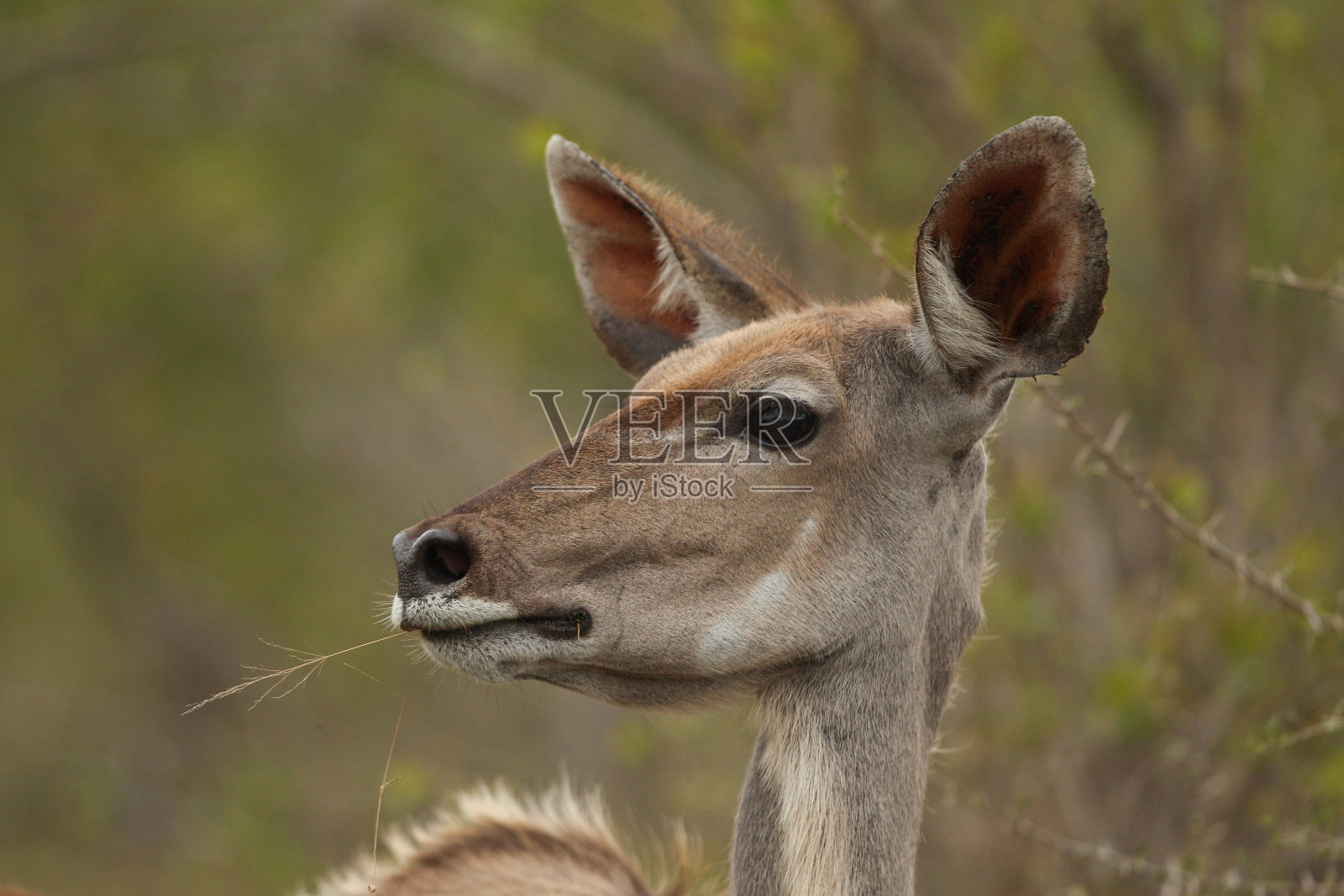 一个小羚羊的特写镜头照片摄影图片