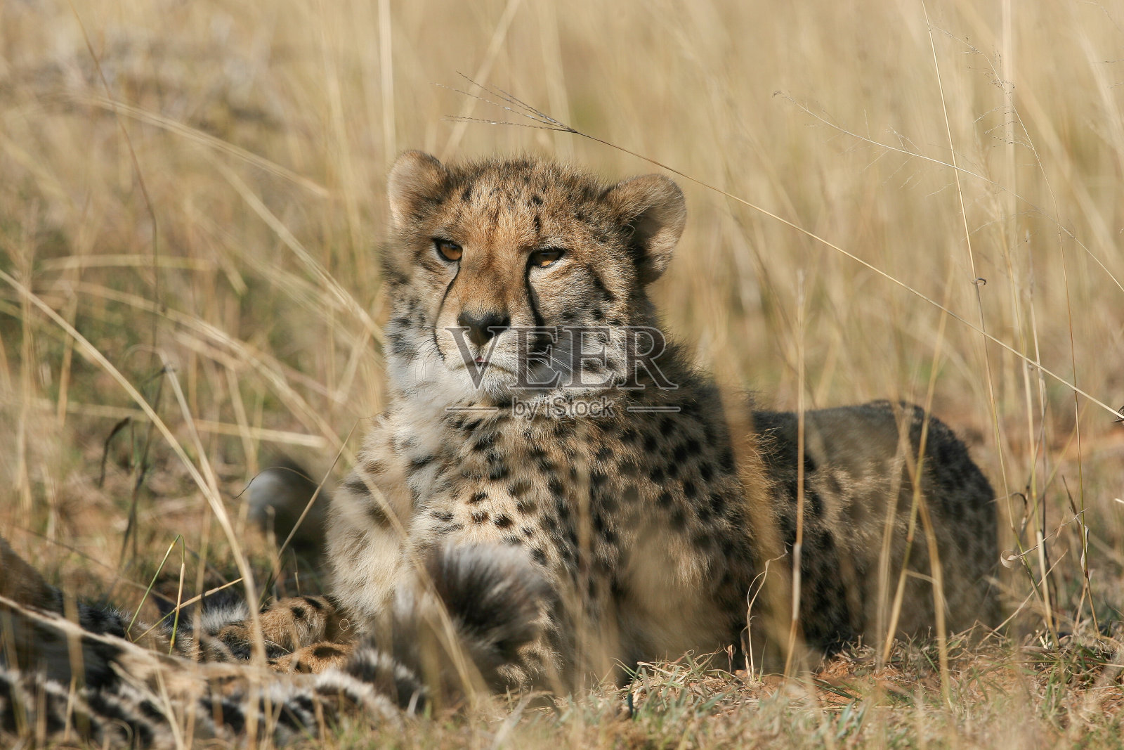 草原平原上的猎豹。照片摄影图片