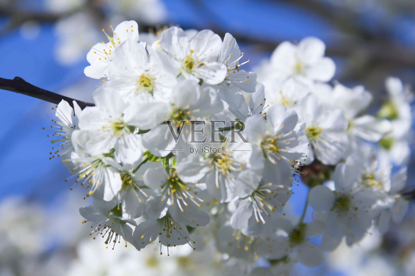 春天。照片摄影图片