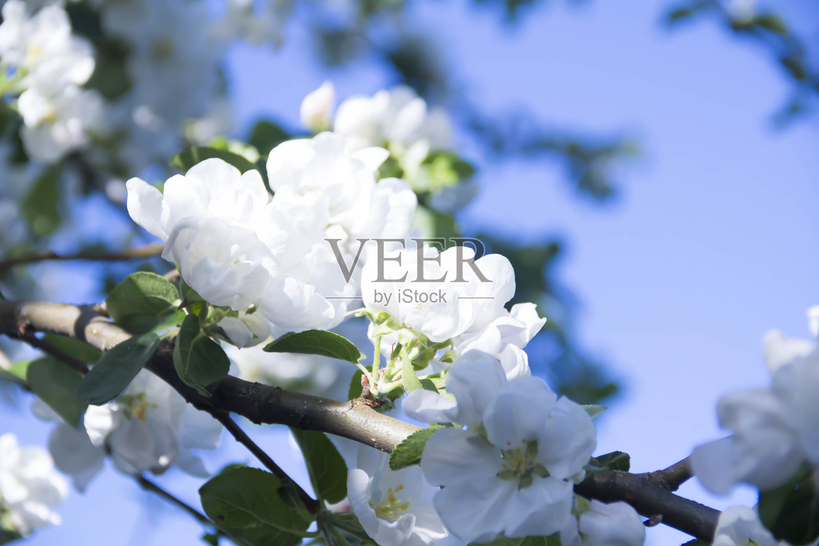 春天。照片摄影图片