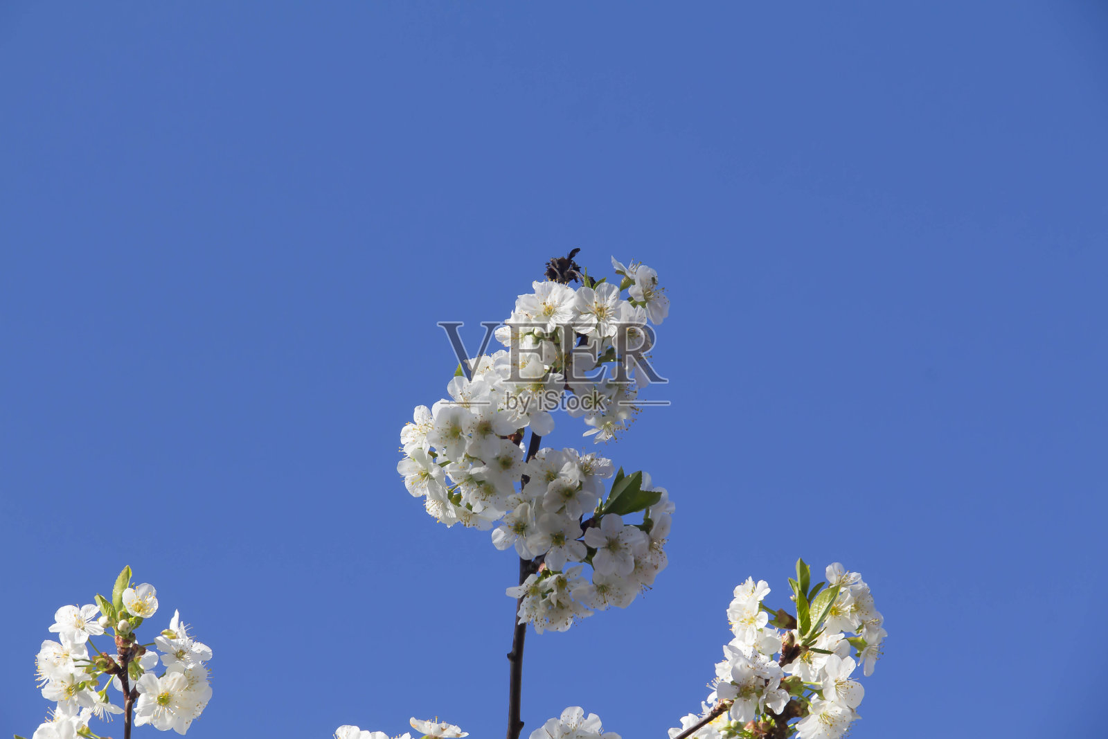 春天。照片摄影图片