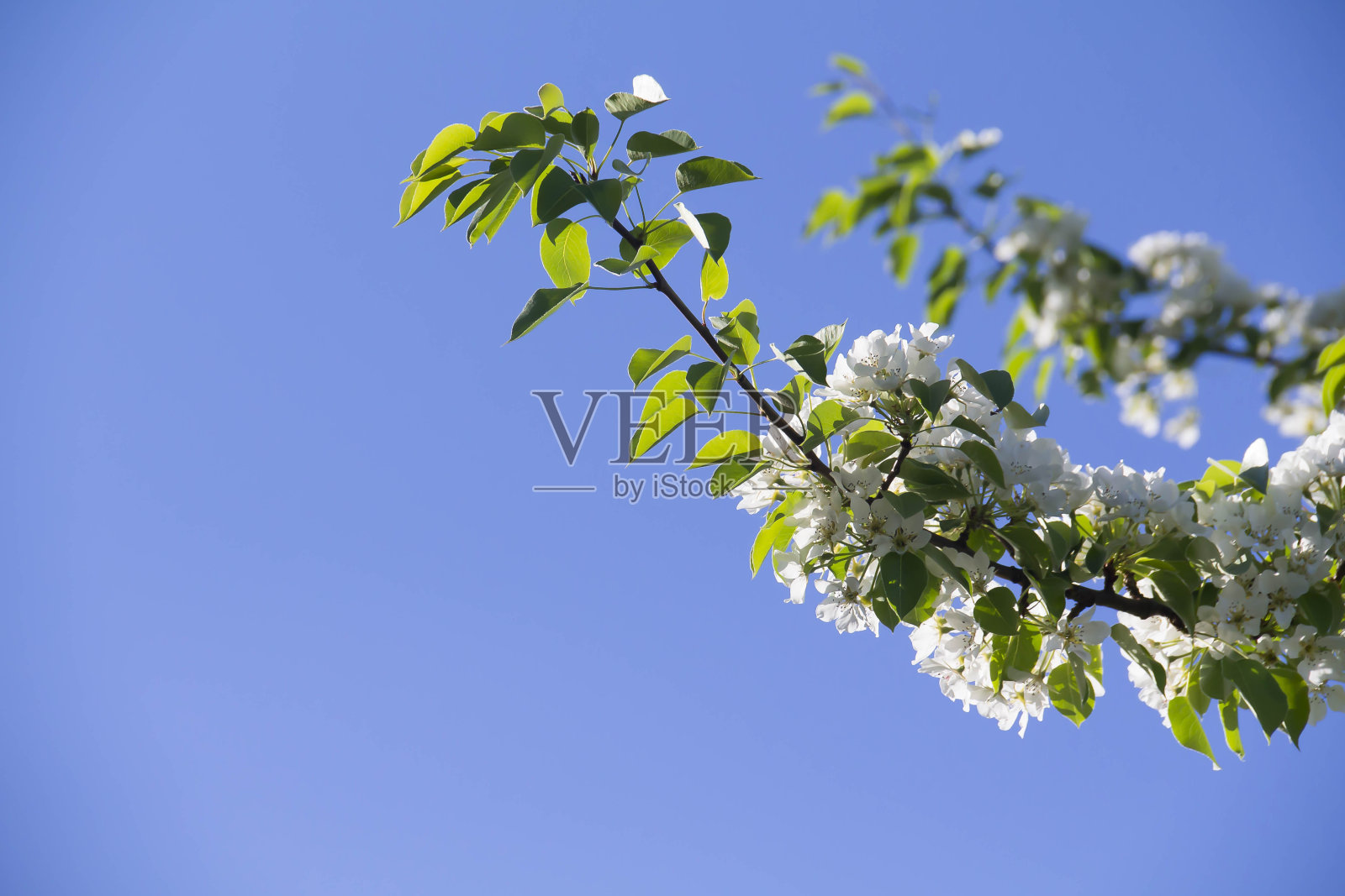 春天。照片摄影图片