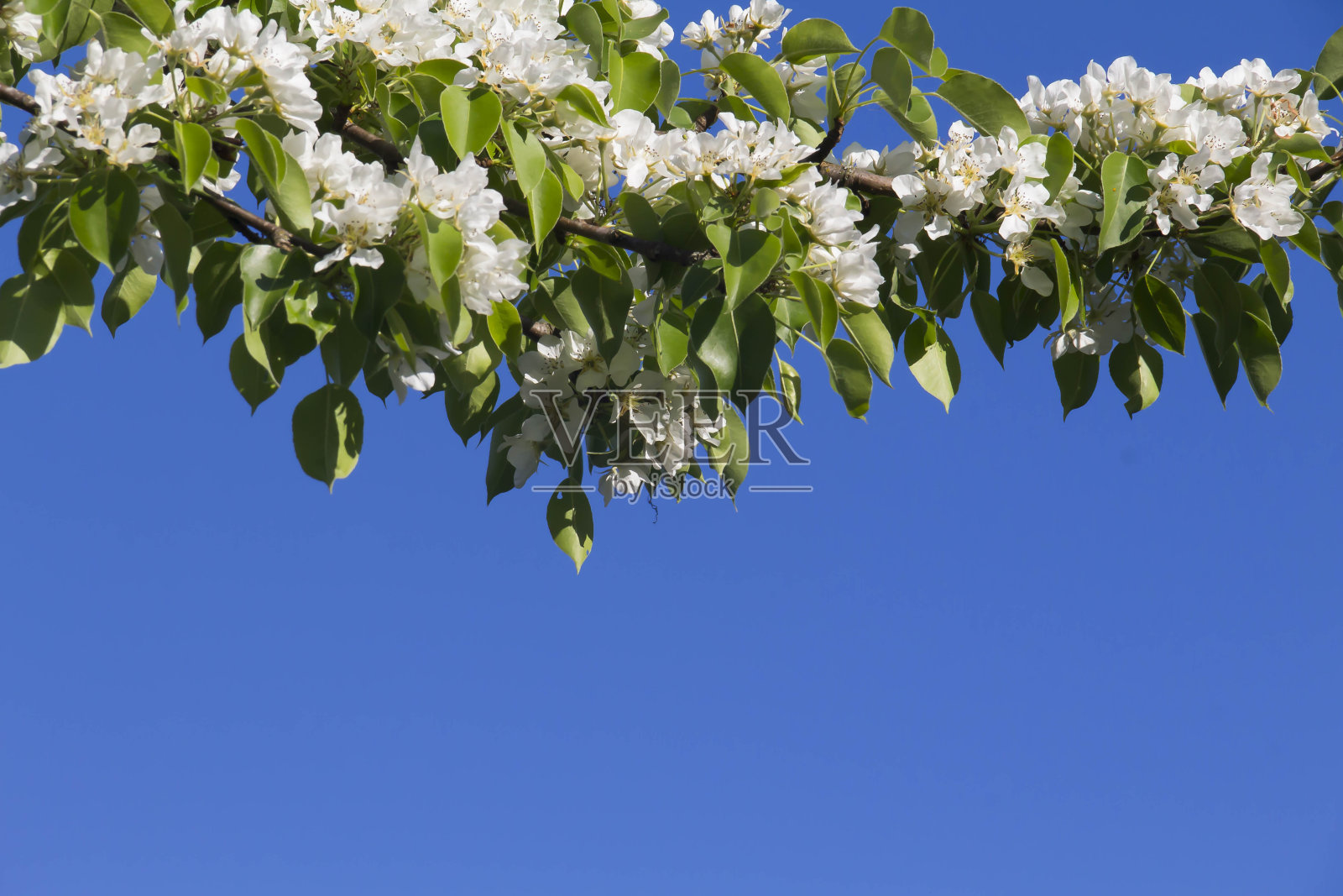 春天。照片摄影图片
