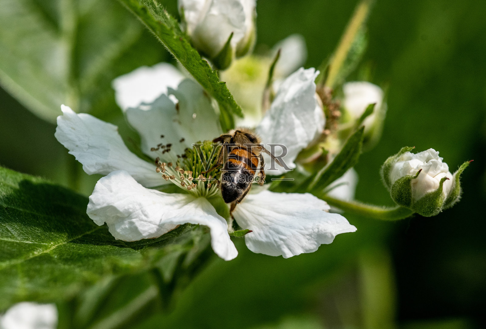 蜜蜂在花上照片摄影图片