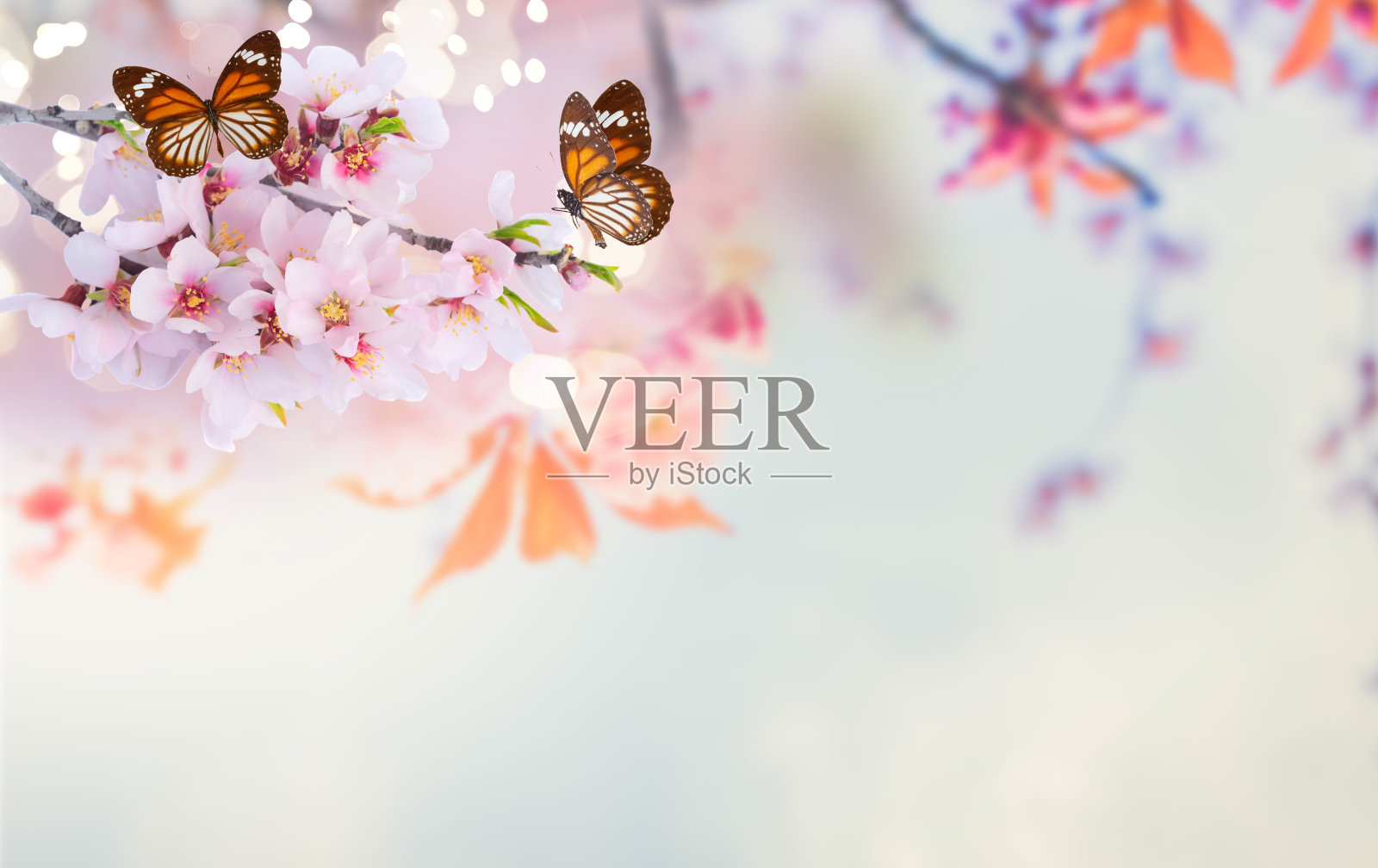 杏仁树开花照片摄影图片