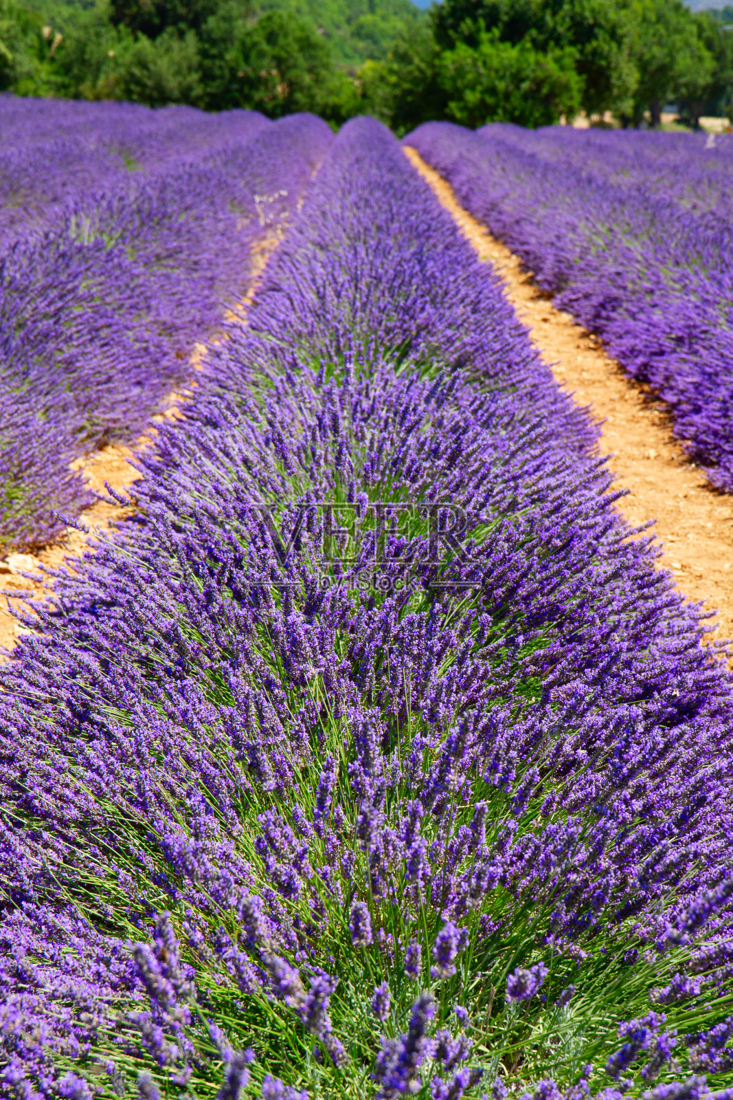 薰衣草田照片摄影图片