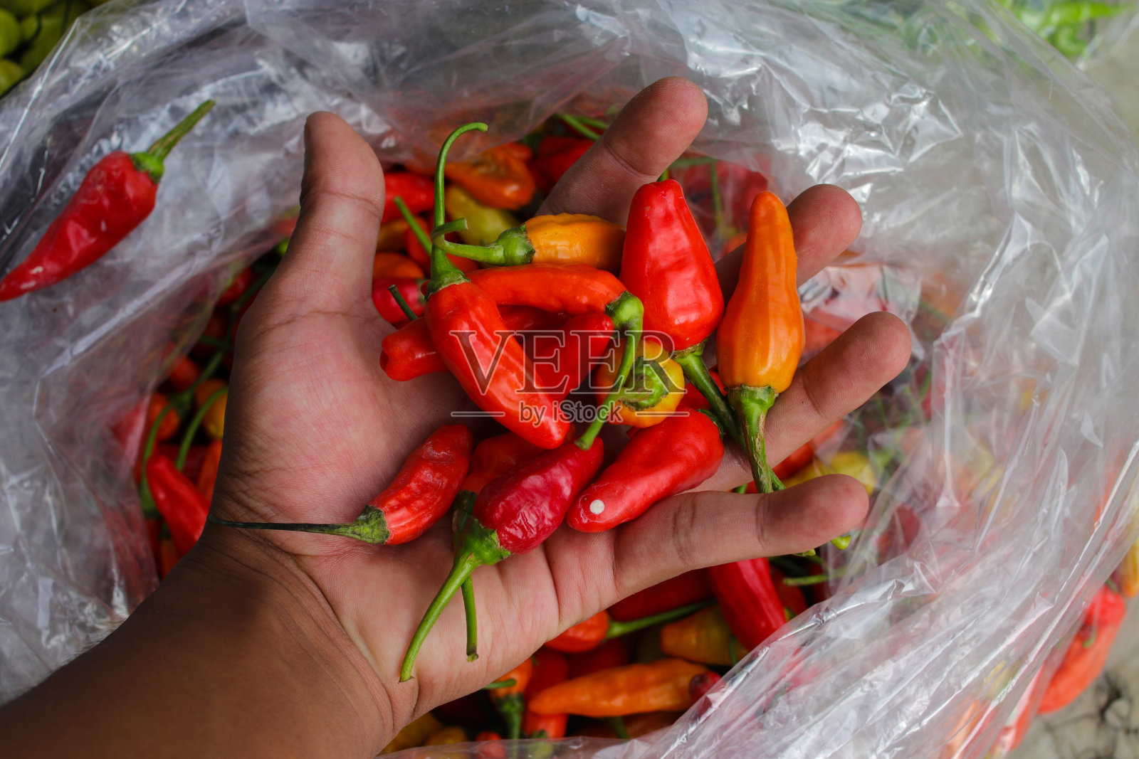 一串小辣椒，或者叫cabai rawit merah，是印尼当地农民刚从花园里收获的照片摄影图片