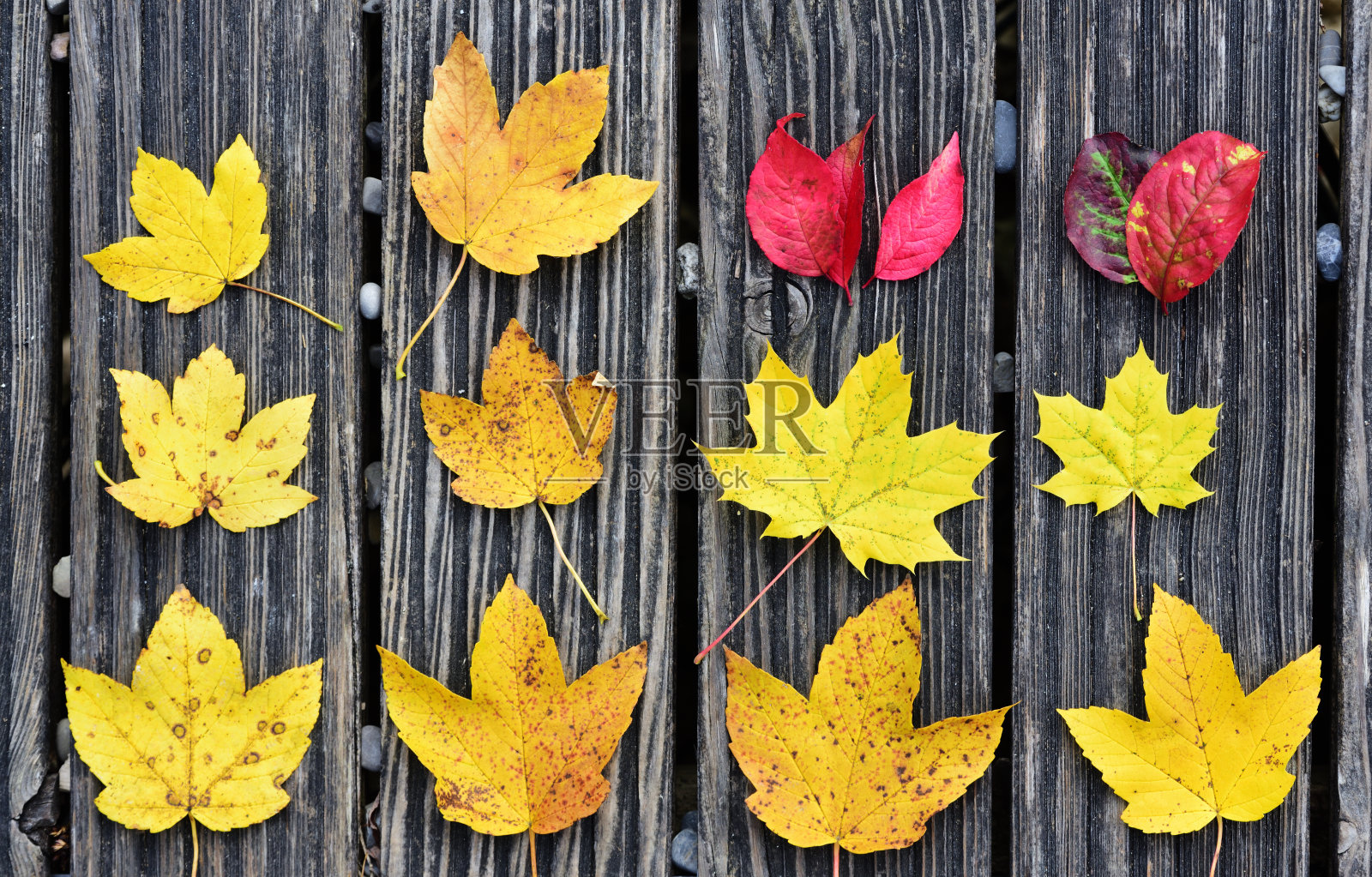 几片秋叶的特写躺在一个木制的背景上，从上面拍摄，在秋天照片摄影图片