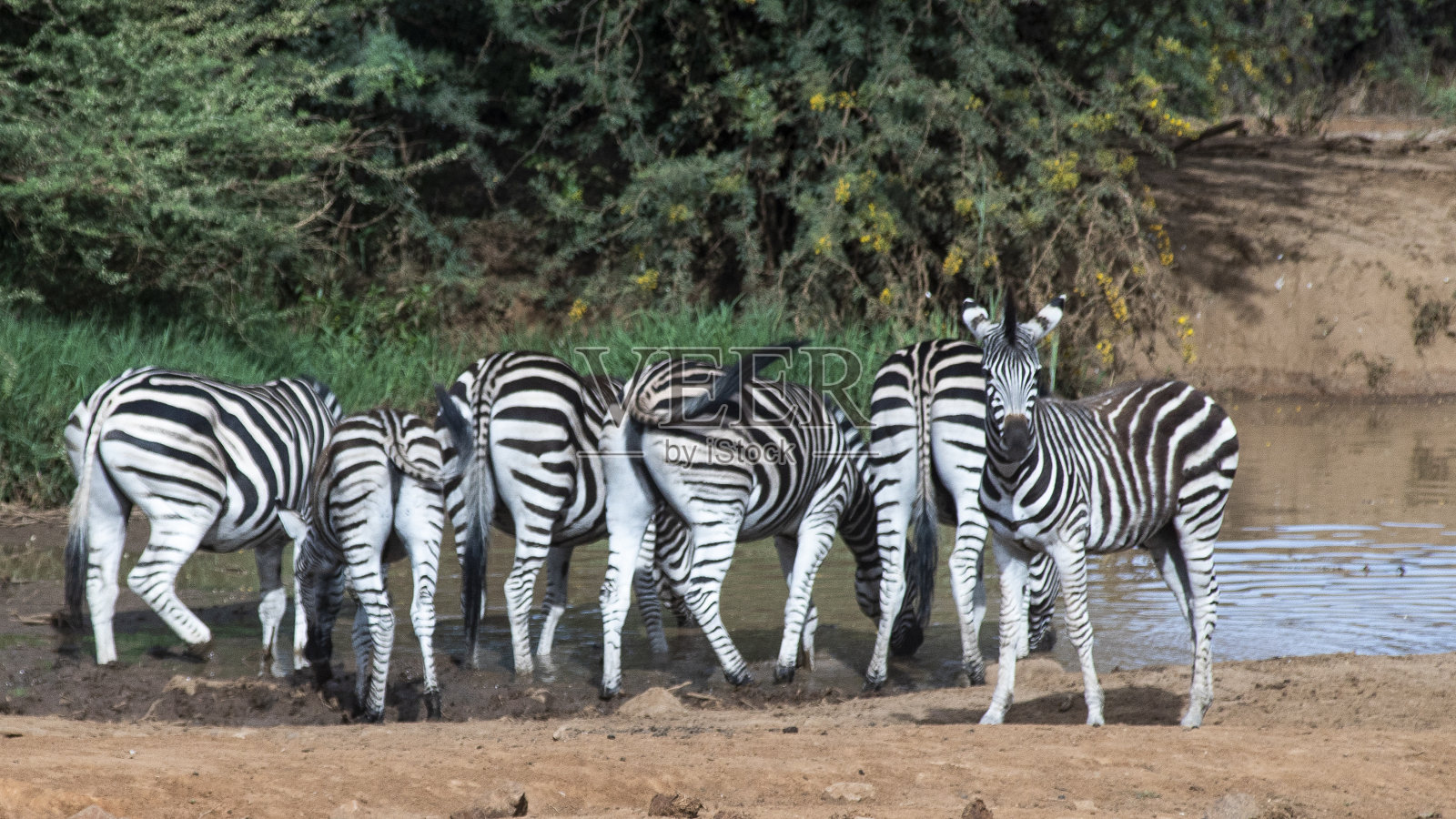 斑马的屁股让我抓狂照片摄影图片