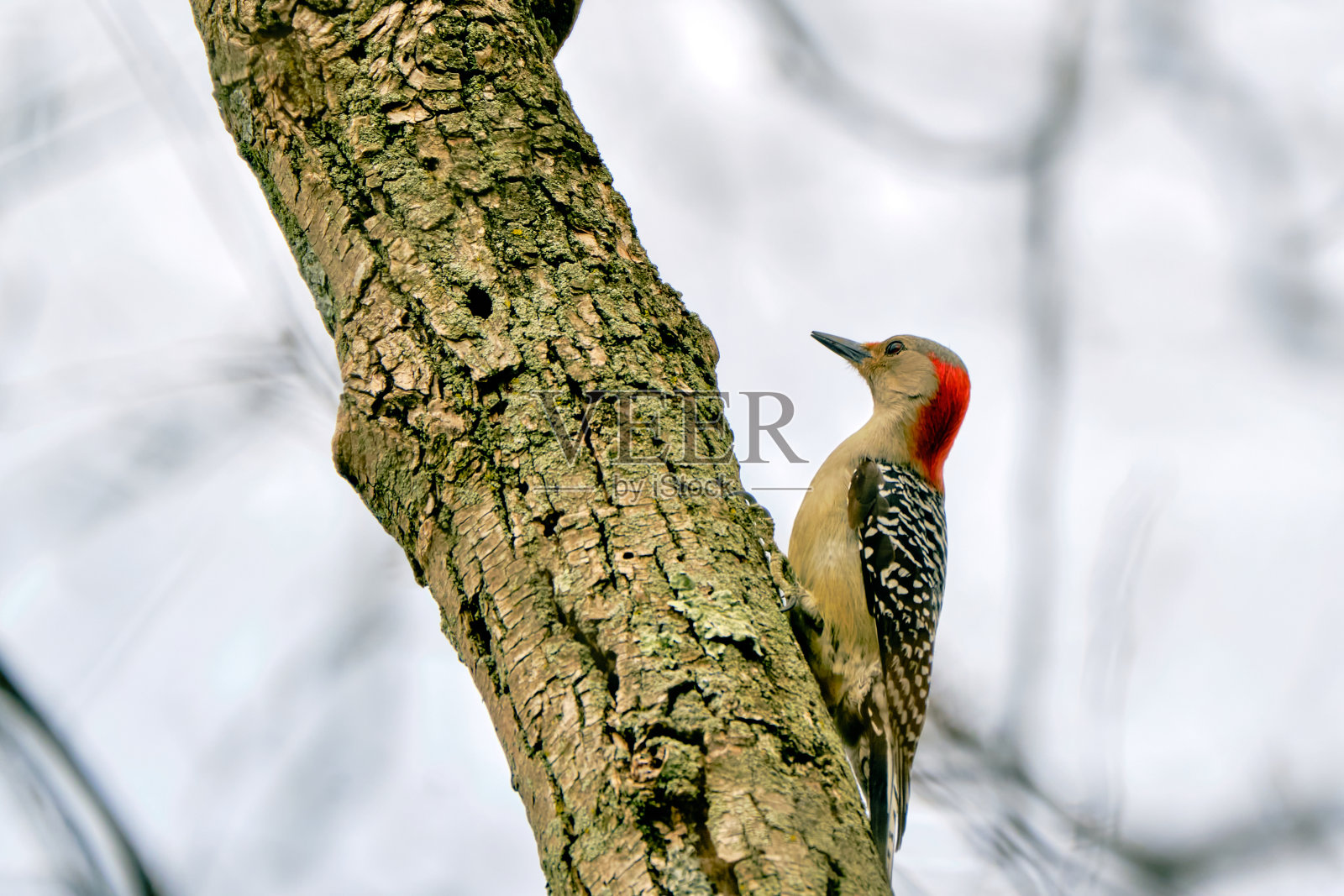 红腹啄木鸟(carolinus Melanerpes)照片摄影图片