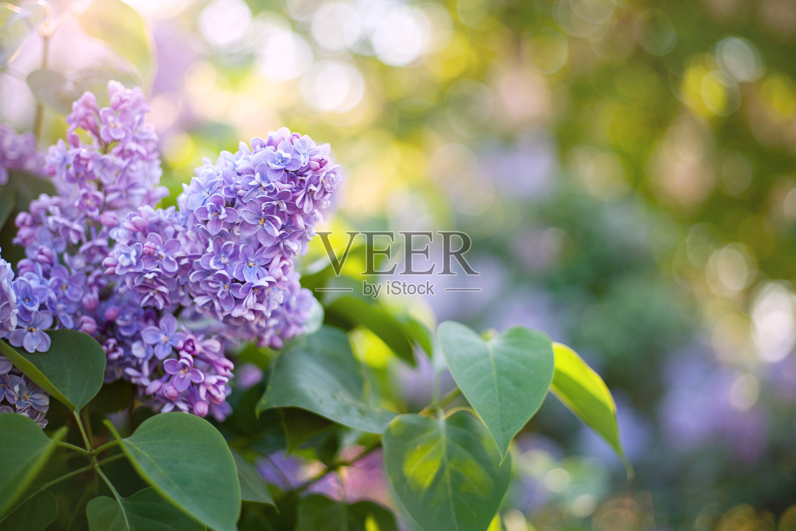 春天的花的背景。照片摄影图片