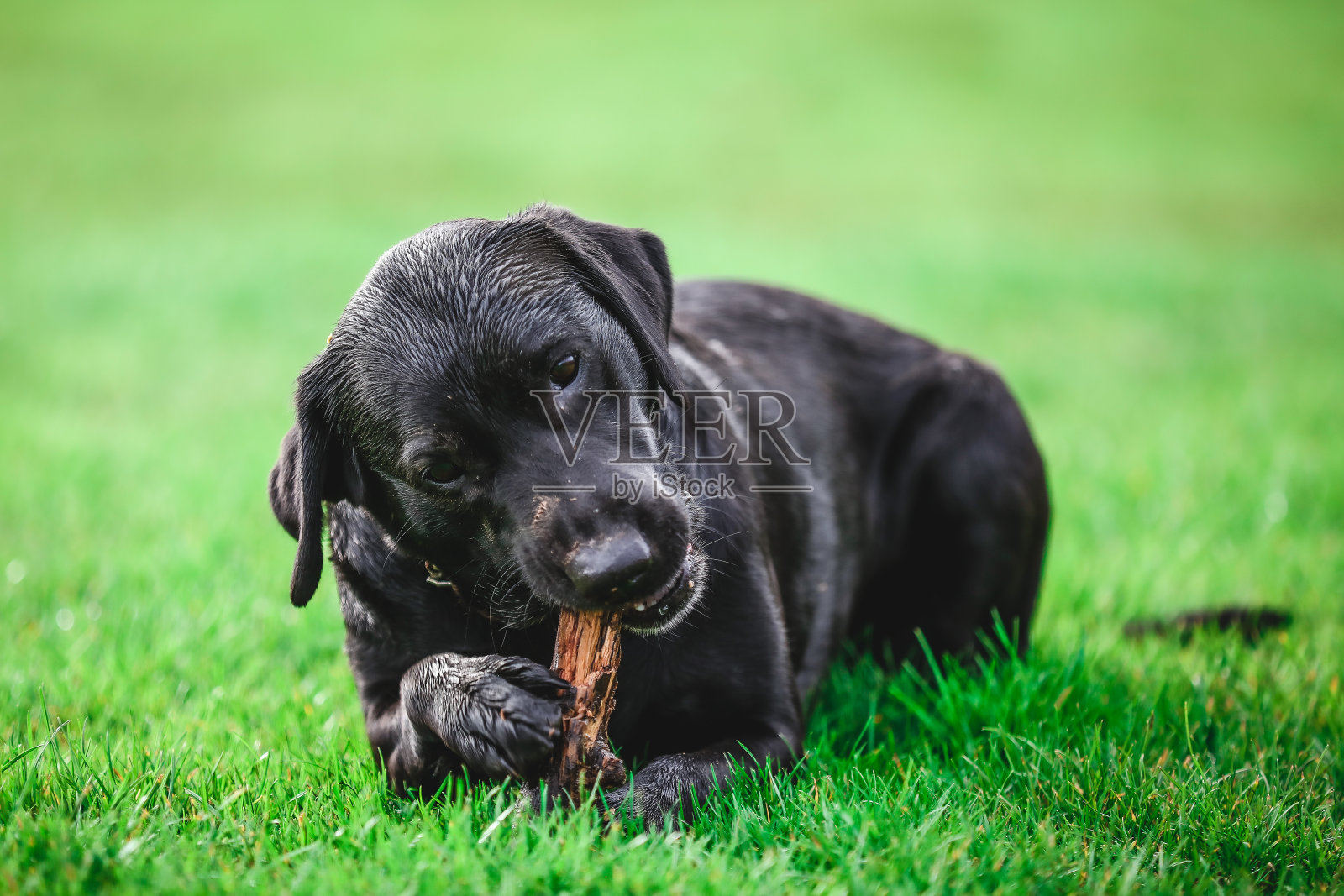 黑色的拉布拉多寻回犬。照片摄影图片