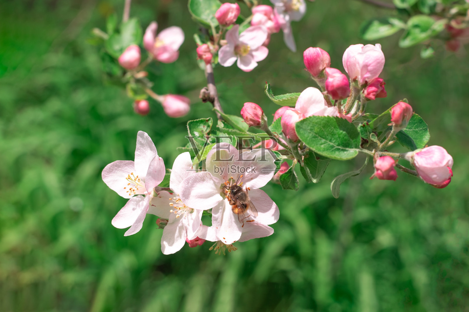 一棵开花的果树的树枝上有一只蜜蜂在花上，背景是春天的绿草照片摄影图片
