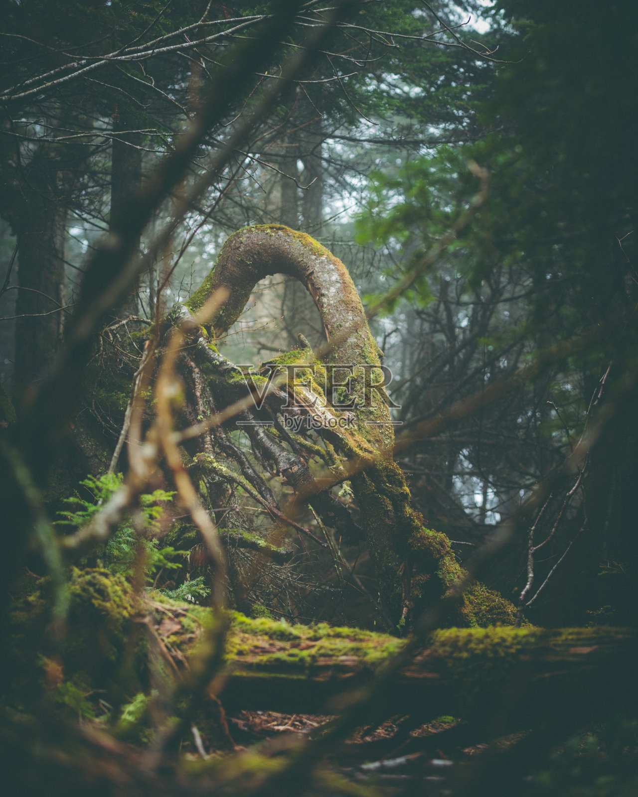 树的弯曲照片摄影图片