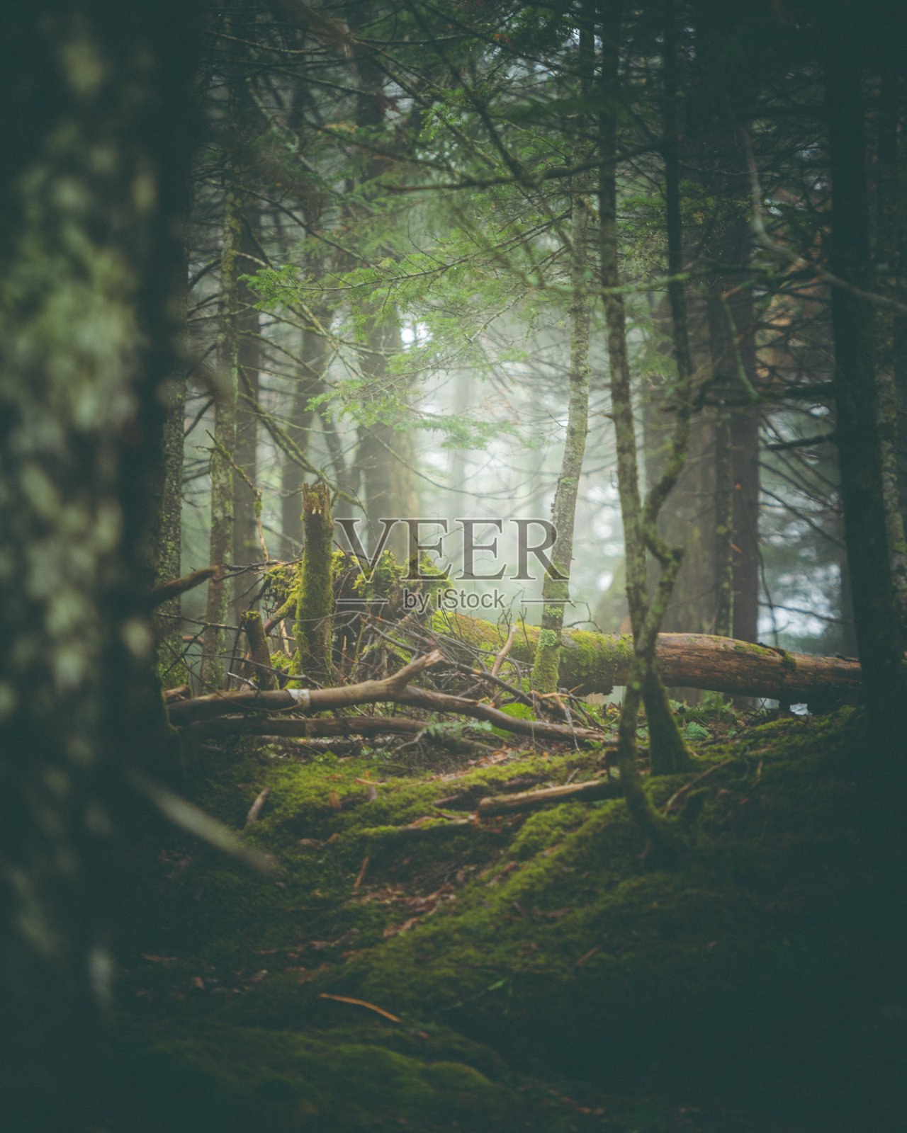 在雾蒙蒙的森林里，苔藓覆盖了树木照片摄影图片