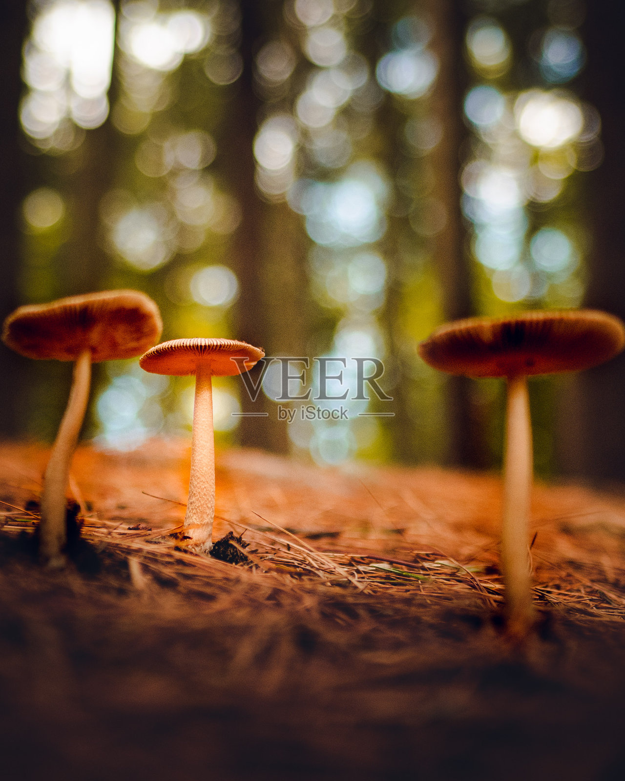 森林里的蘑菇照片摄影图片