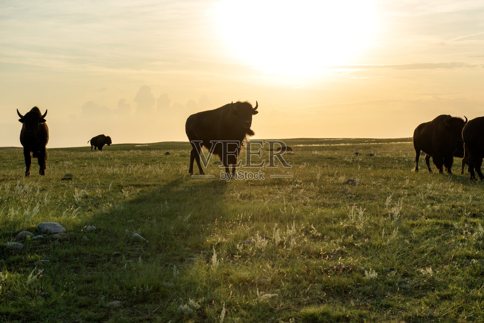 兄弟照片摄影图片