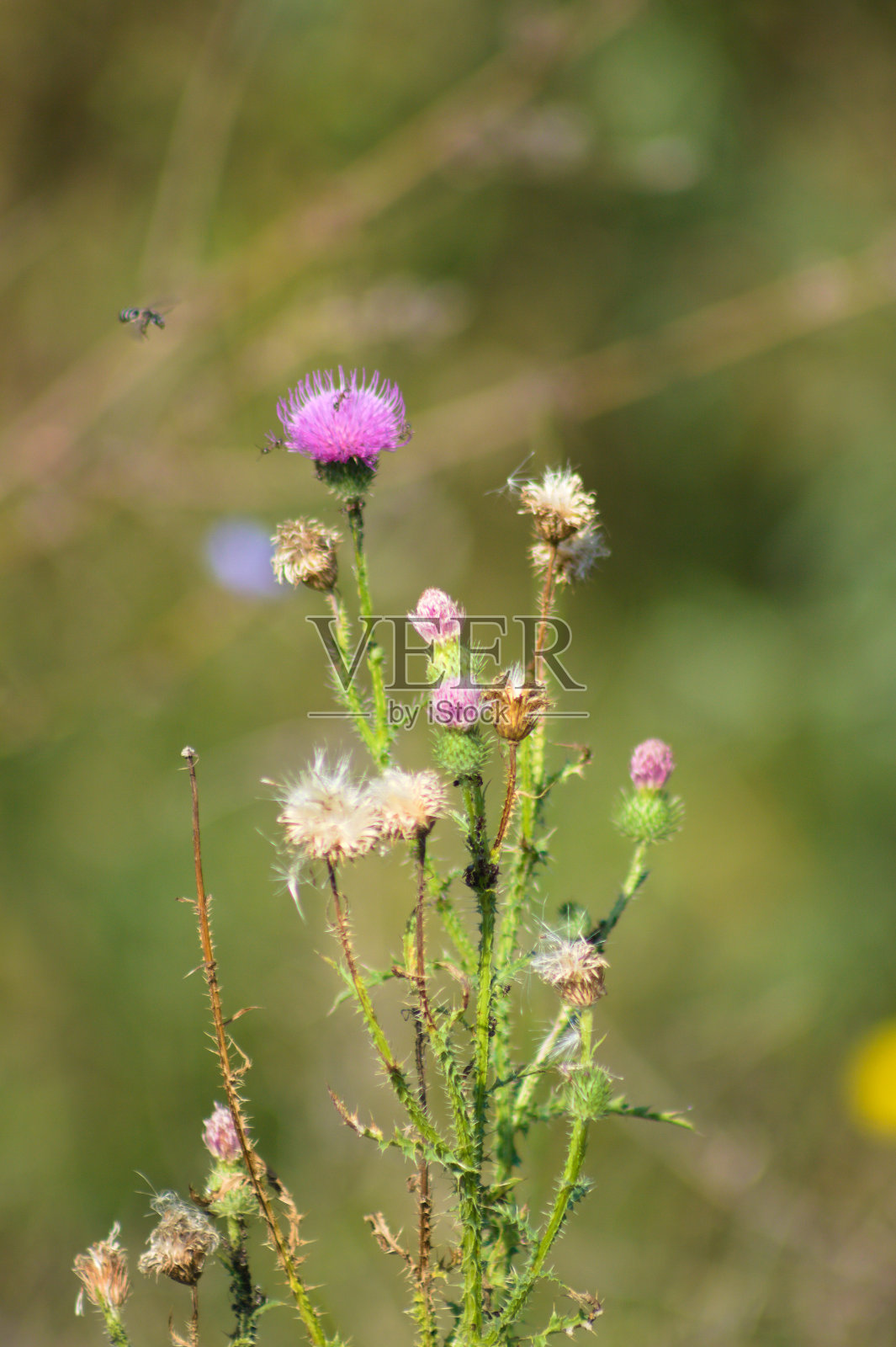 多刺的无羽毛的蓟在开花与绿色模糊的背景特写视图照片摄影图片