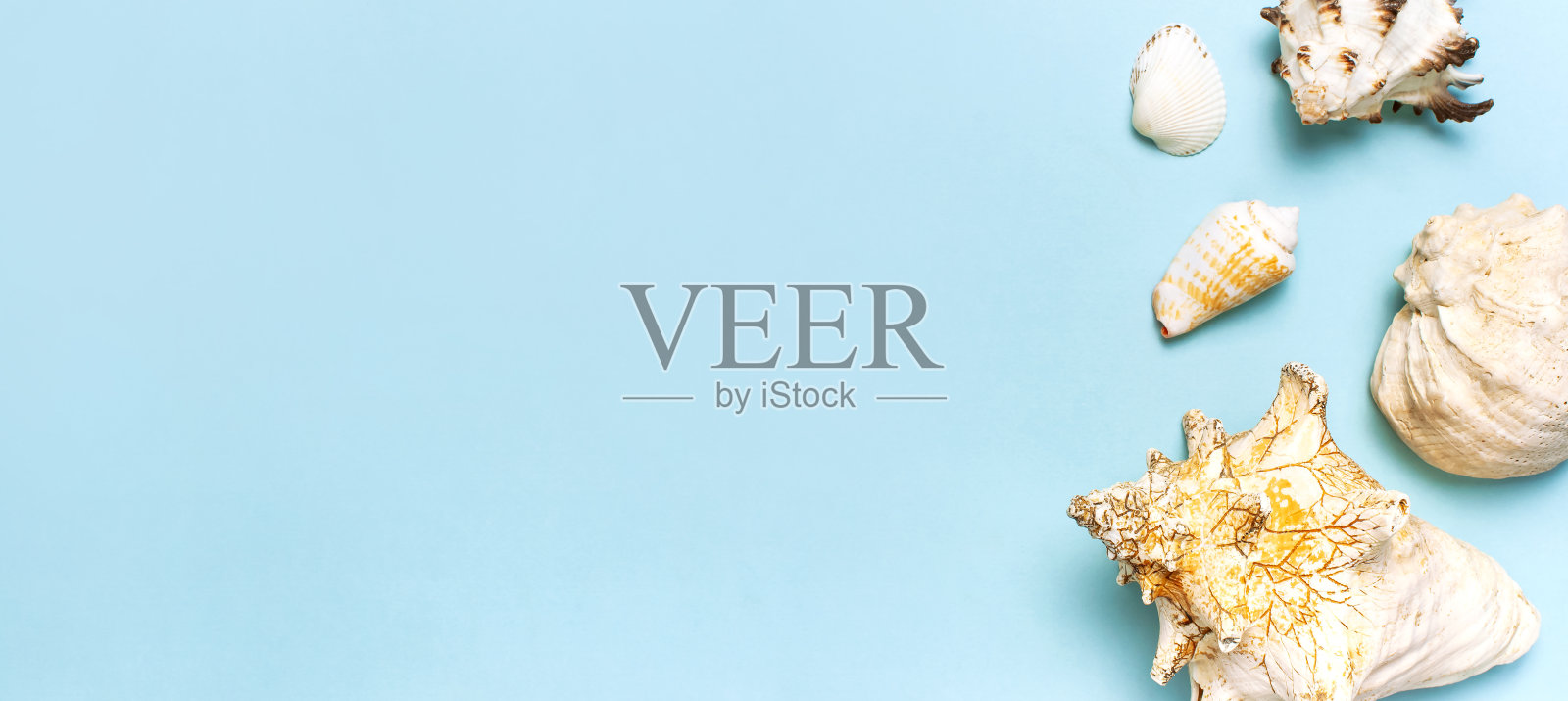 夏日概念，海洋背景。不同的贝壳和海星在柔和的蓝色背景。俯视图，平躺，复制空间。海洋暑假背景。旅游、海洋纪念品照片摄影图片